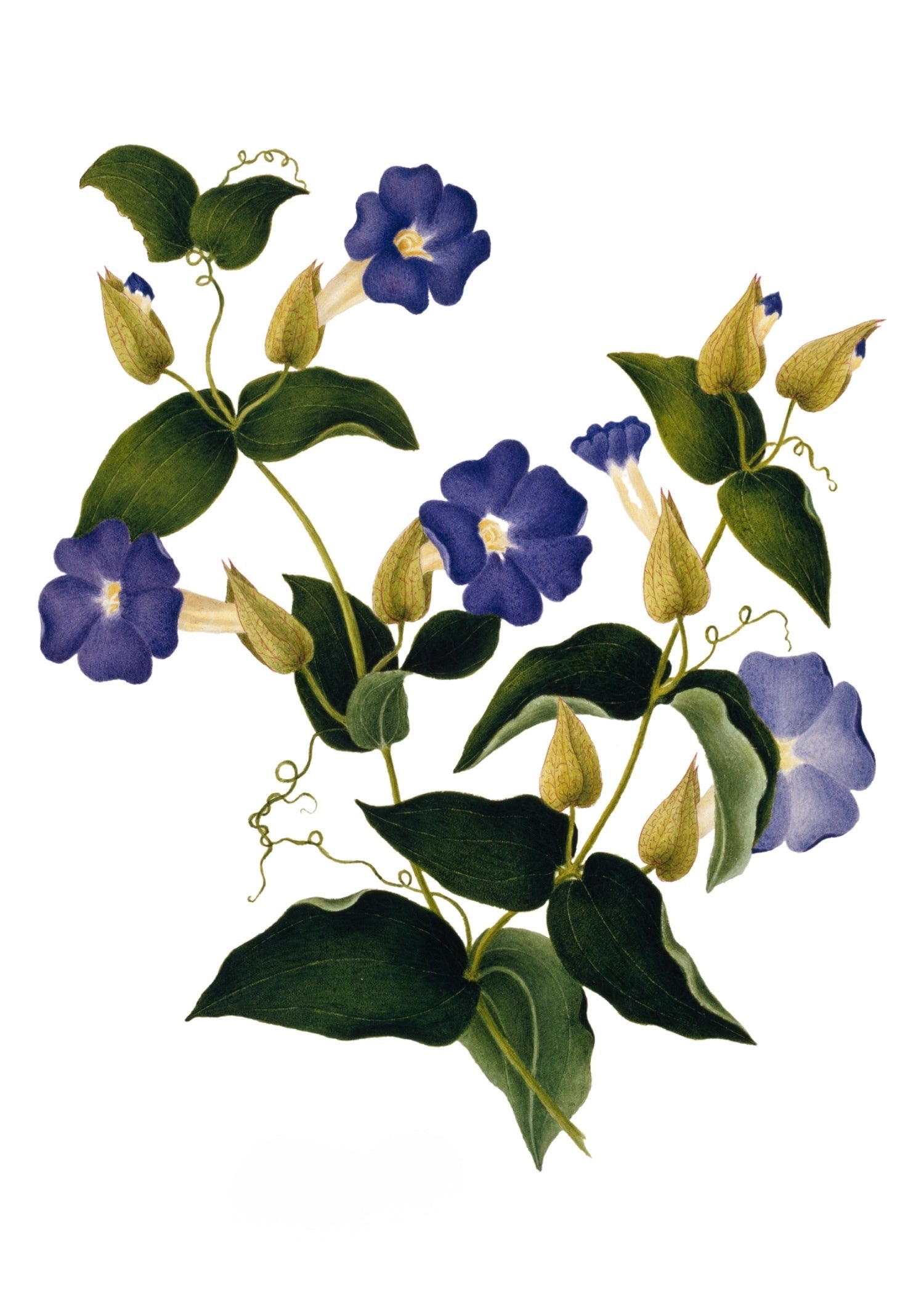 INDIAN BOTANICALS 10