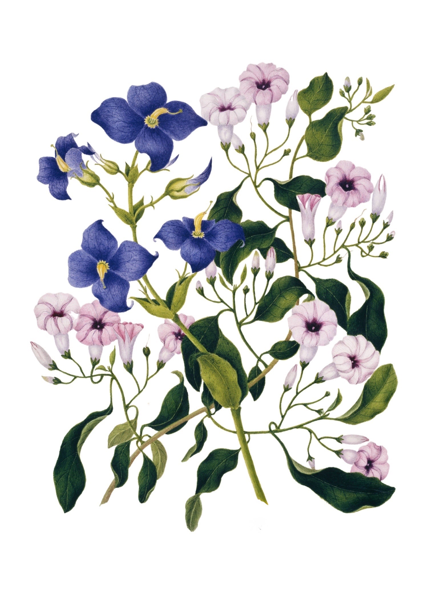 INDIAN BOTANICALS 11
