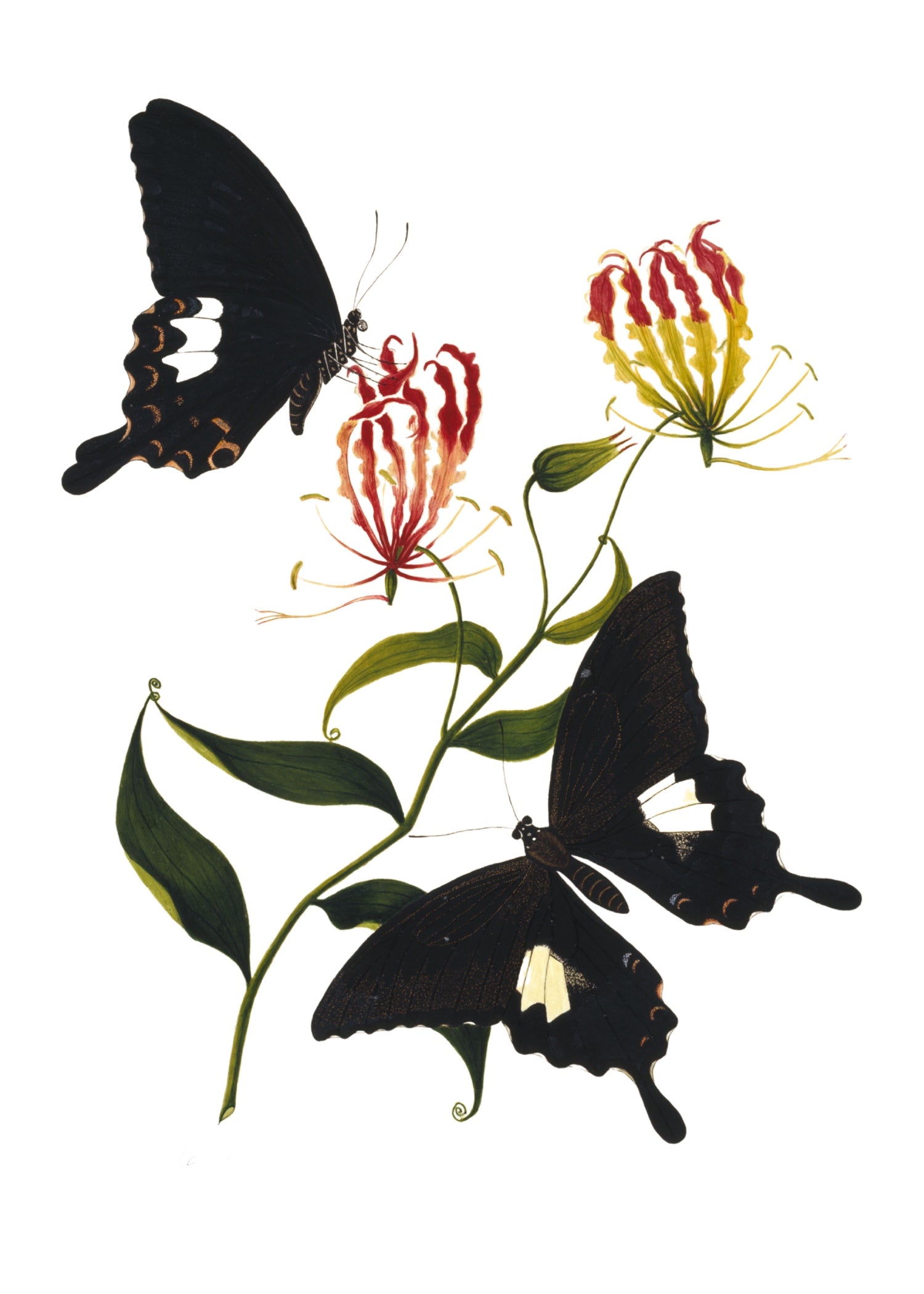 INDIAN BOTANICALS 13