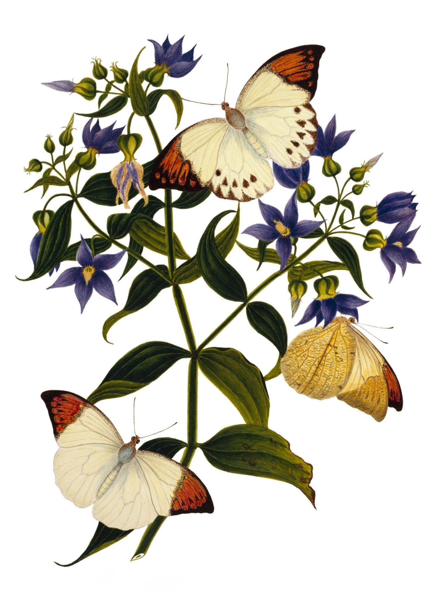 INDIAN BOTANICALS 17