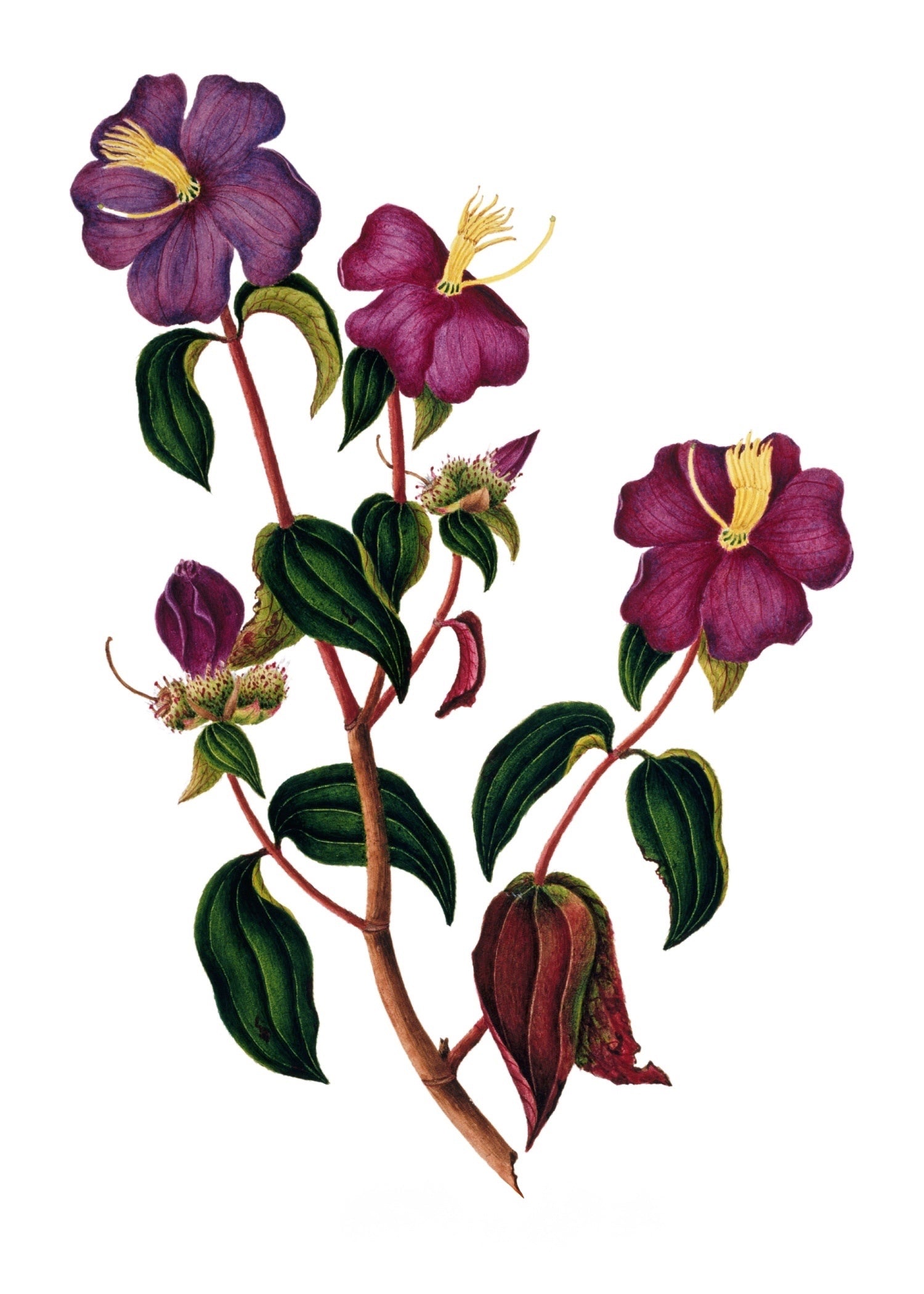 INDIAN BOTANICALS 18