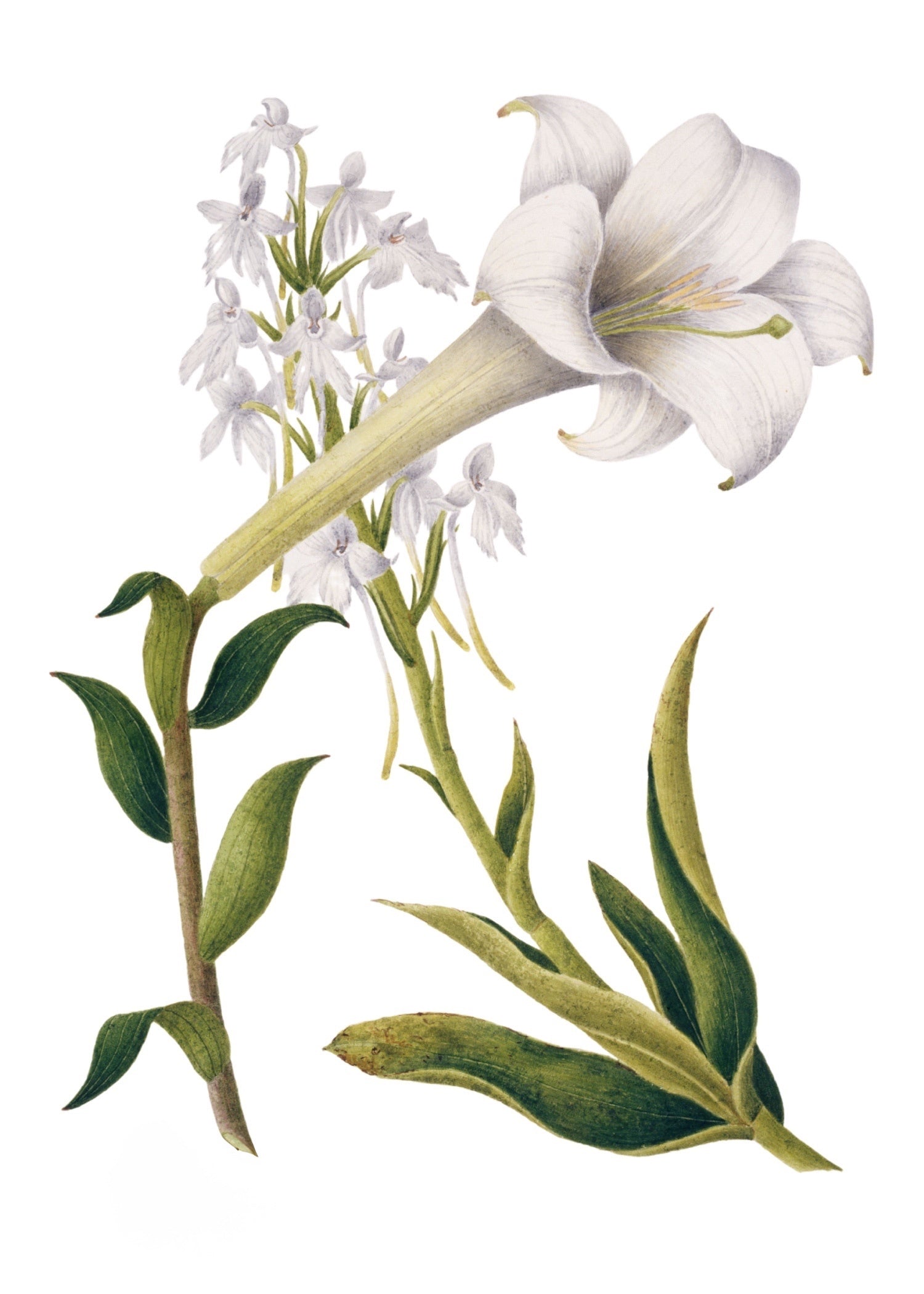 INDIAN BOTANICALS 21