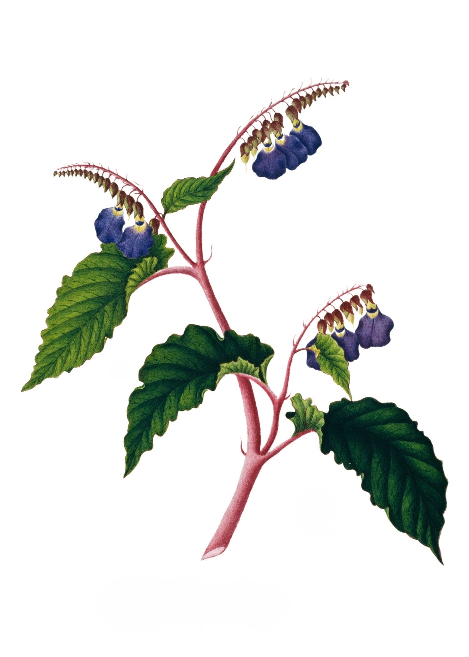 INDIAN BOTANICALS 5