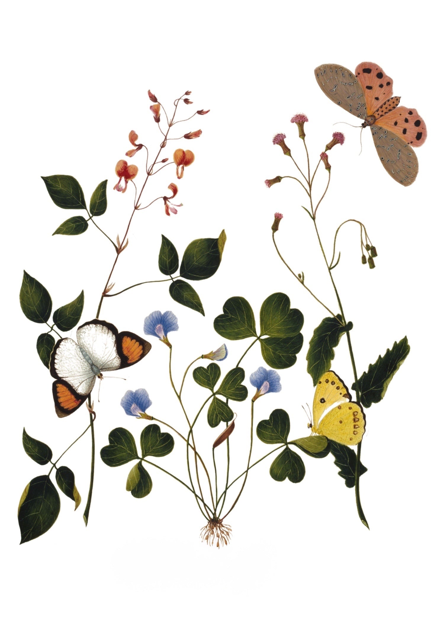 INDIAN BOTANICALS 6