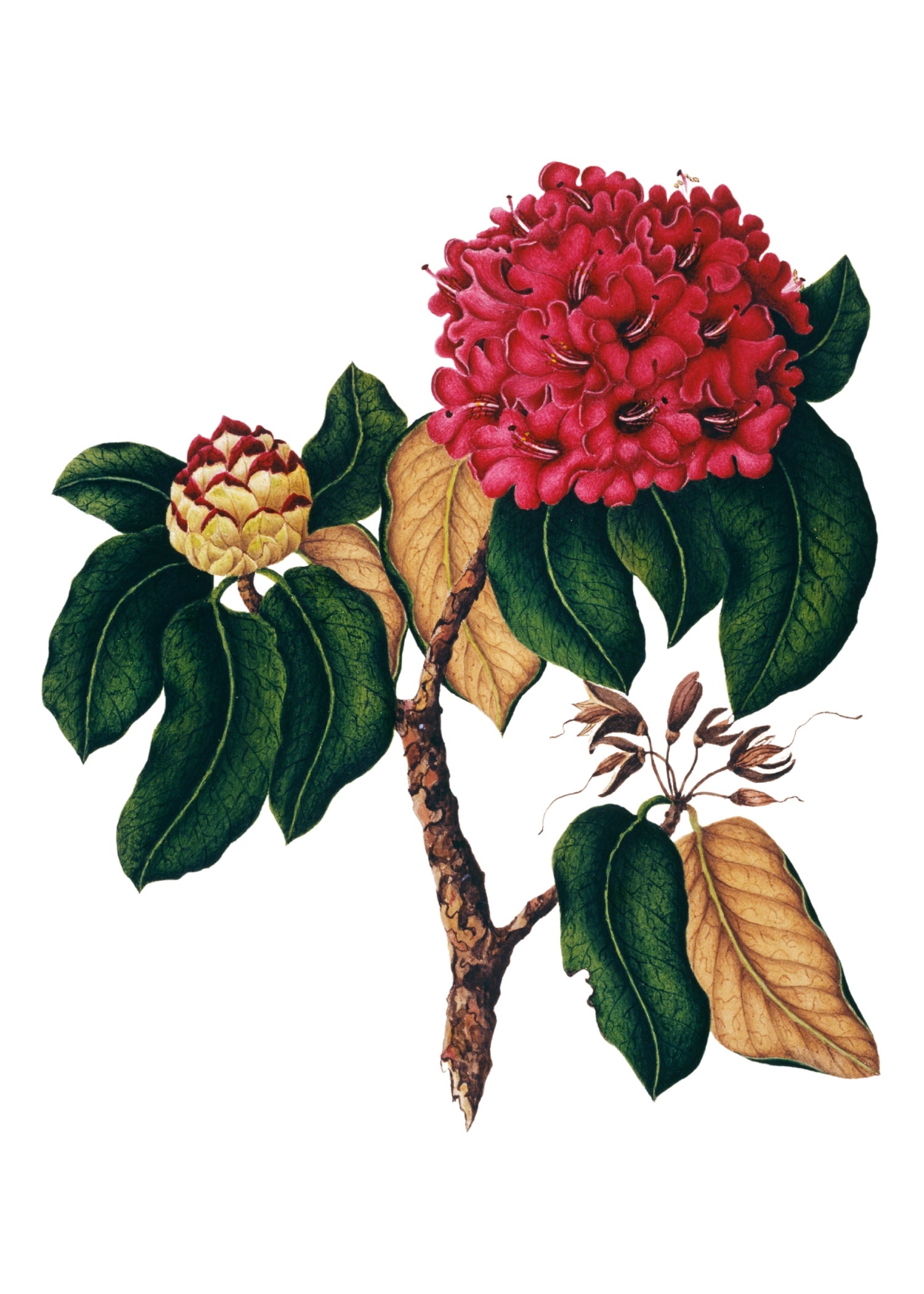 INDIAN BOTANICALS 7