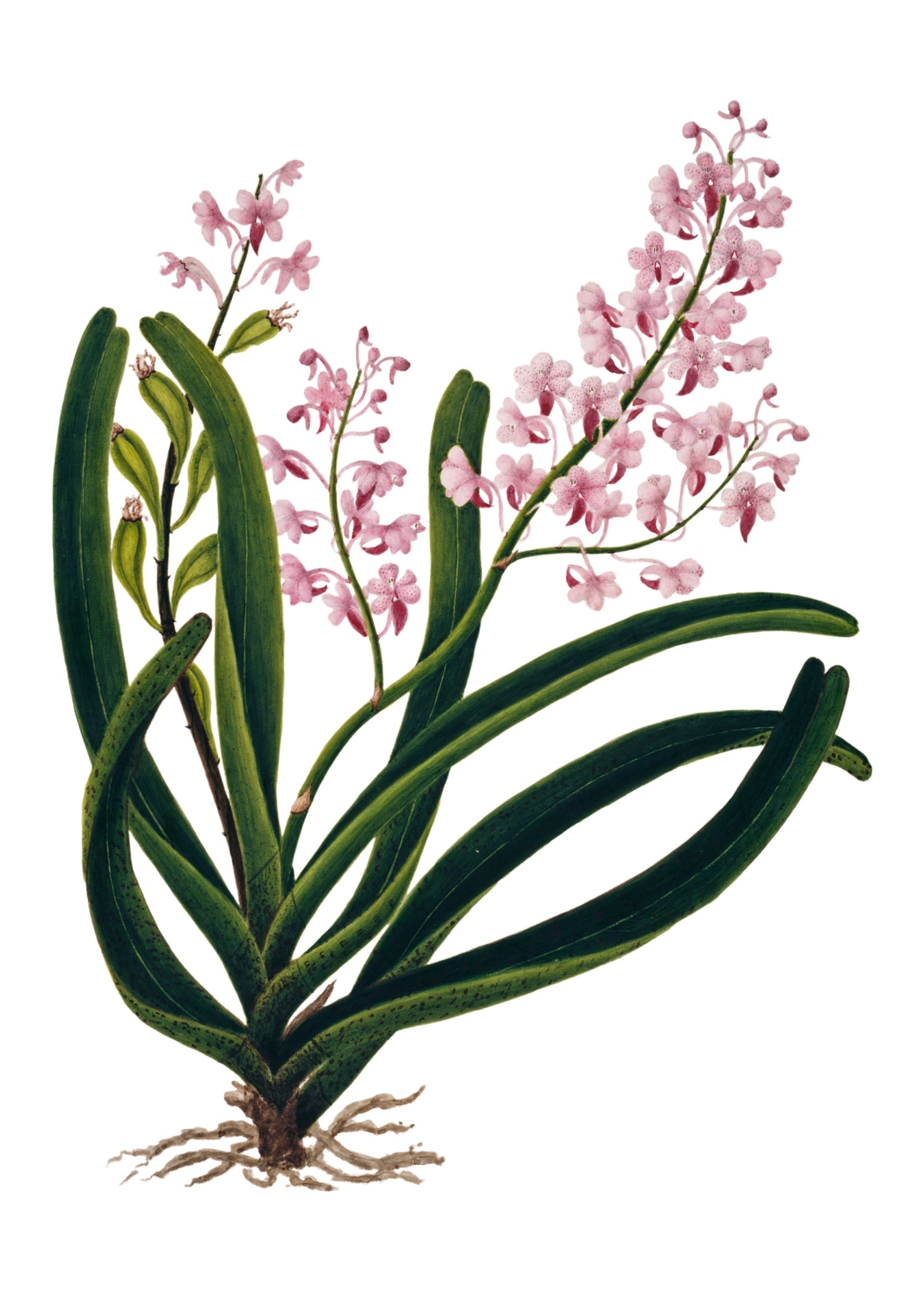 INDIAN BOTANICALS 9