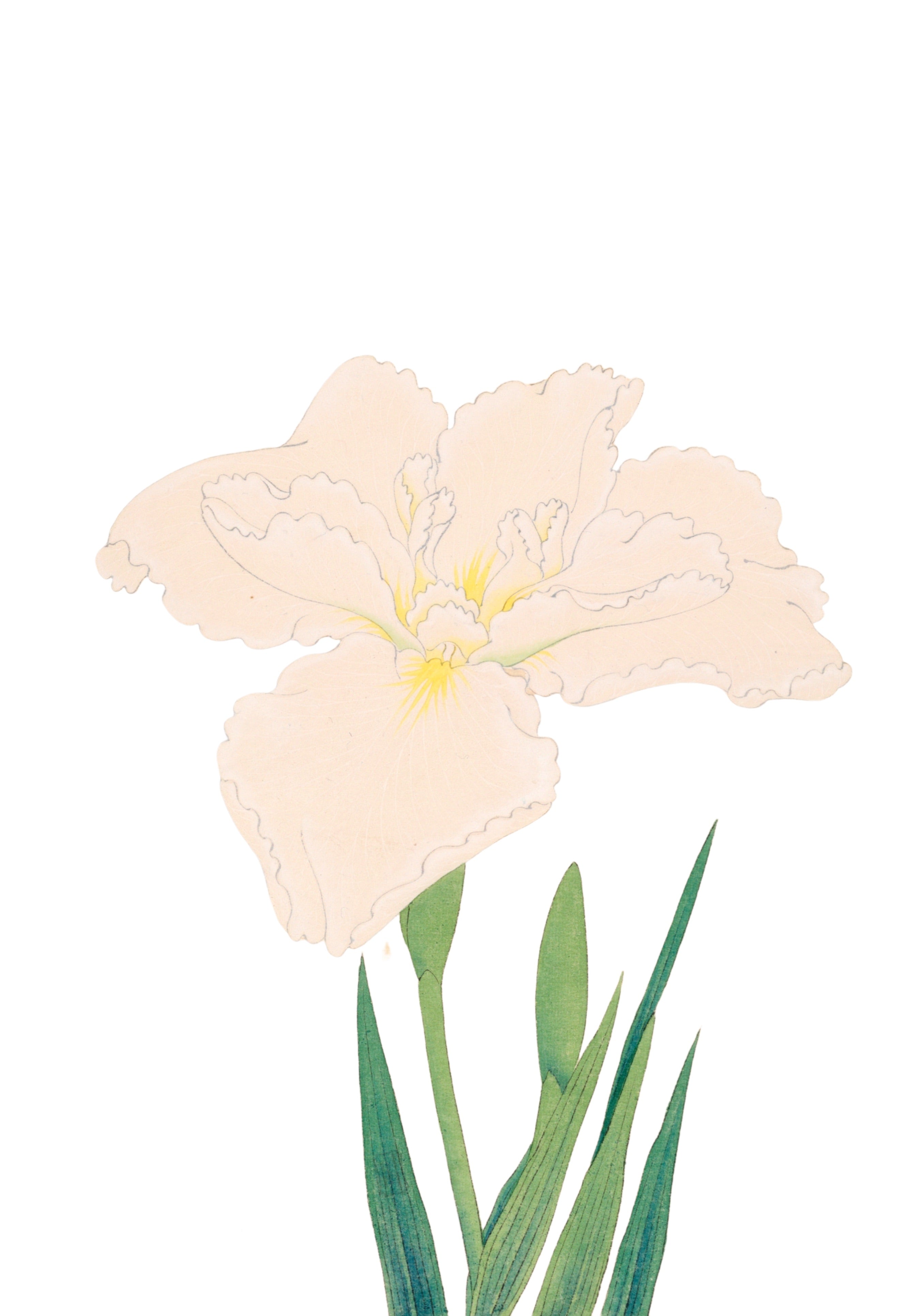 JAPANESE IRIS 11