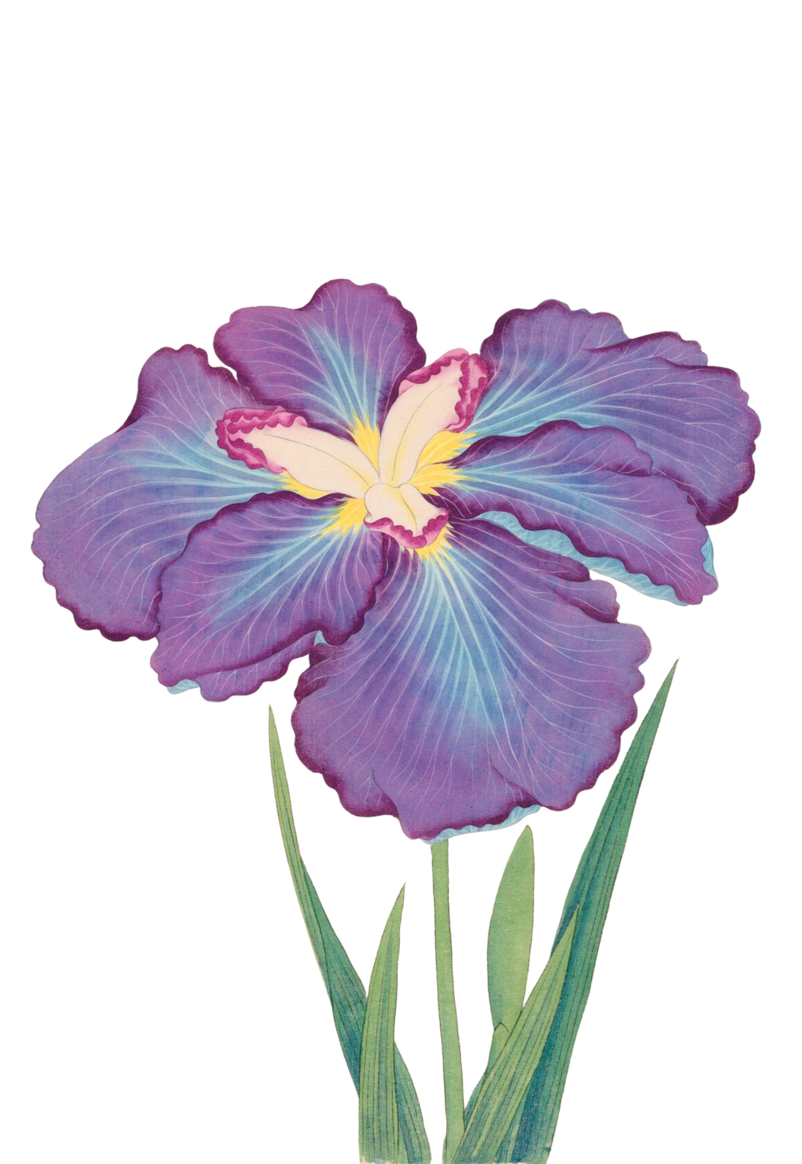 JAPANESE IRIS 12