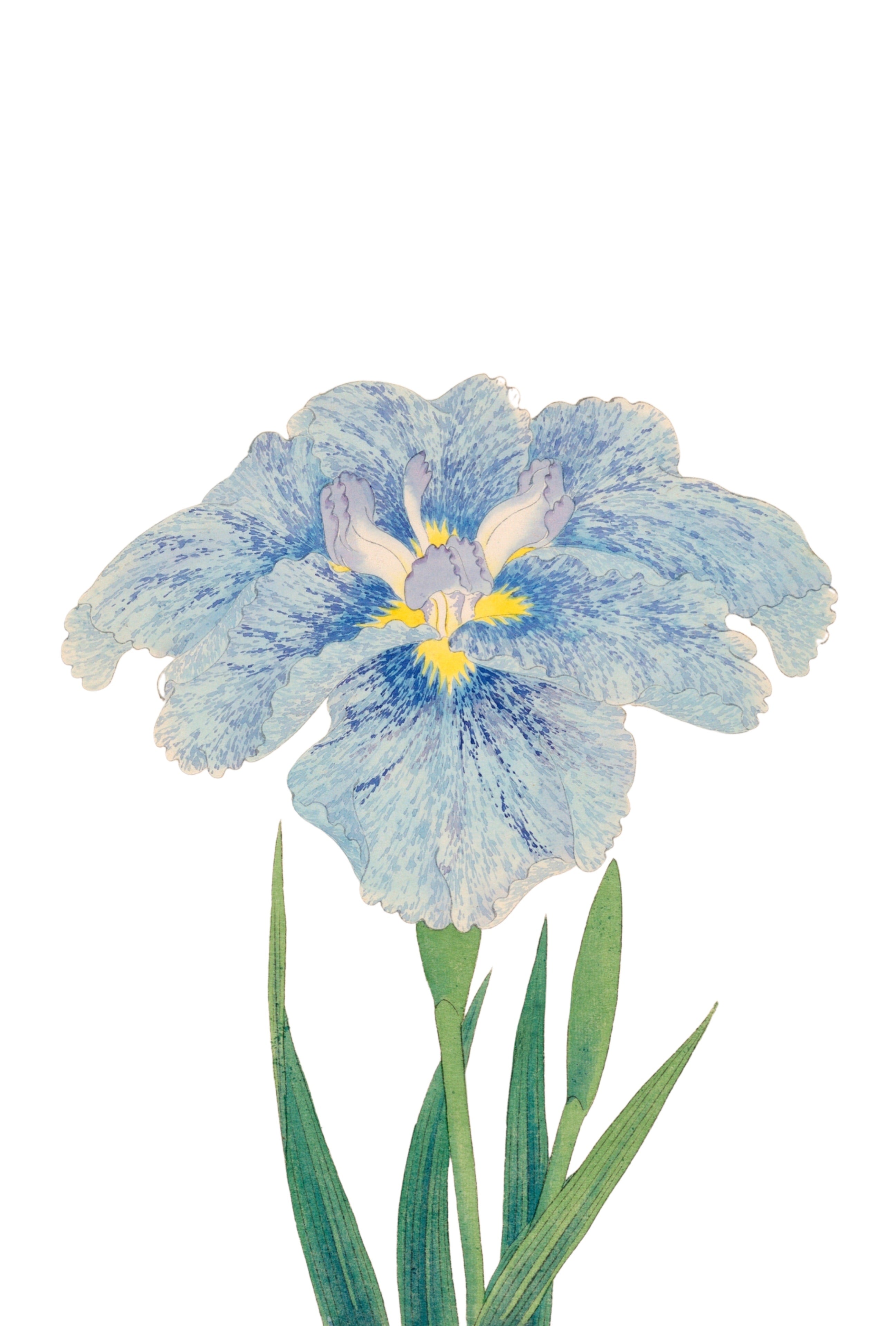 JAPANESE IRIS 14