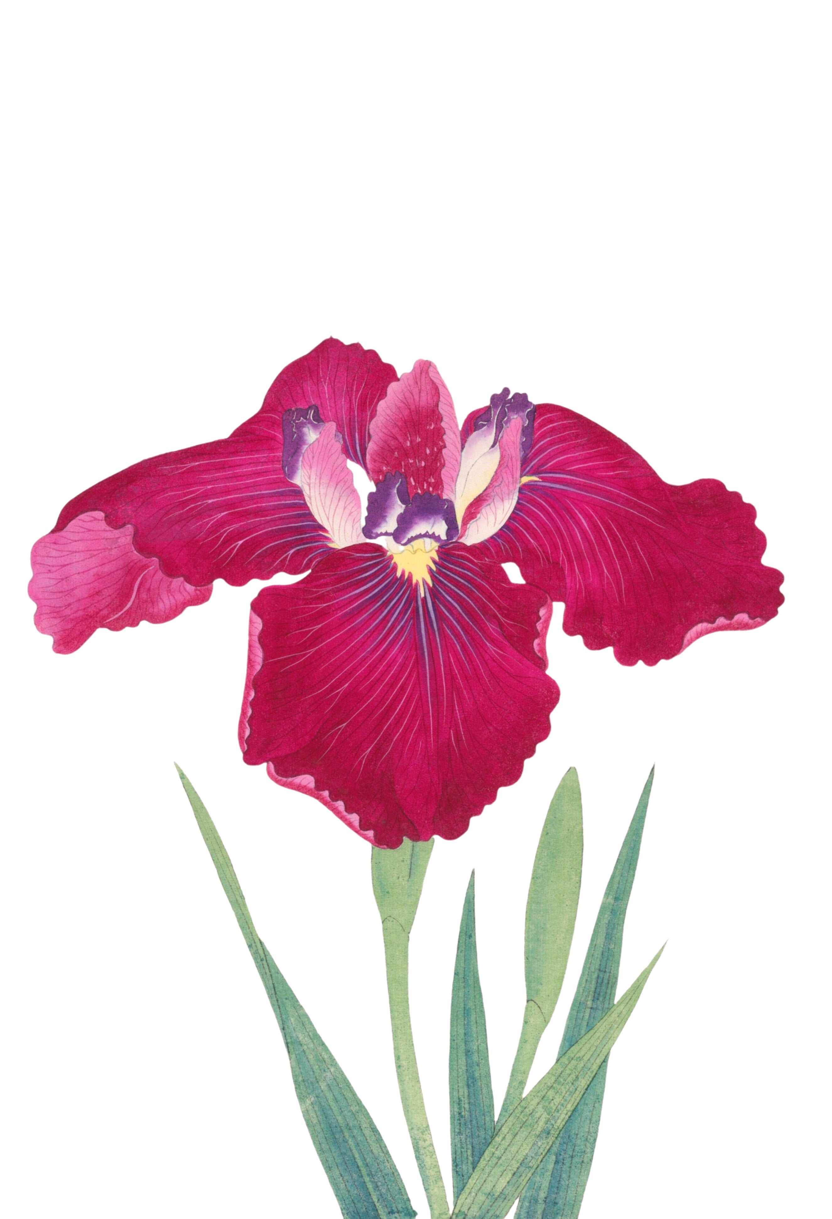 JAPANESE IRIS 17