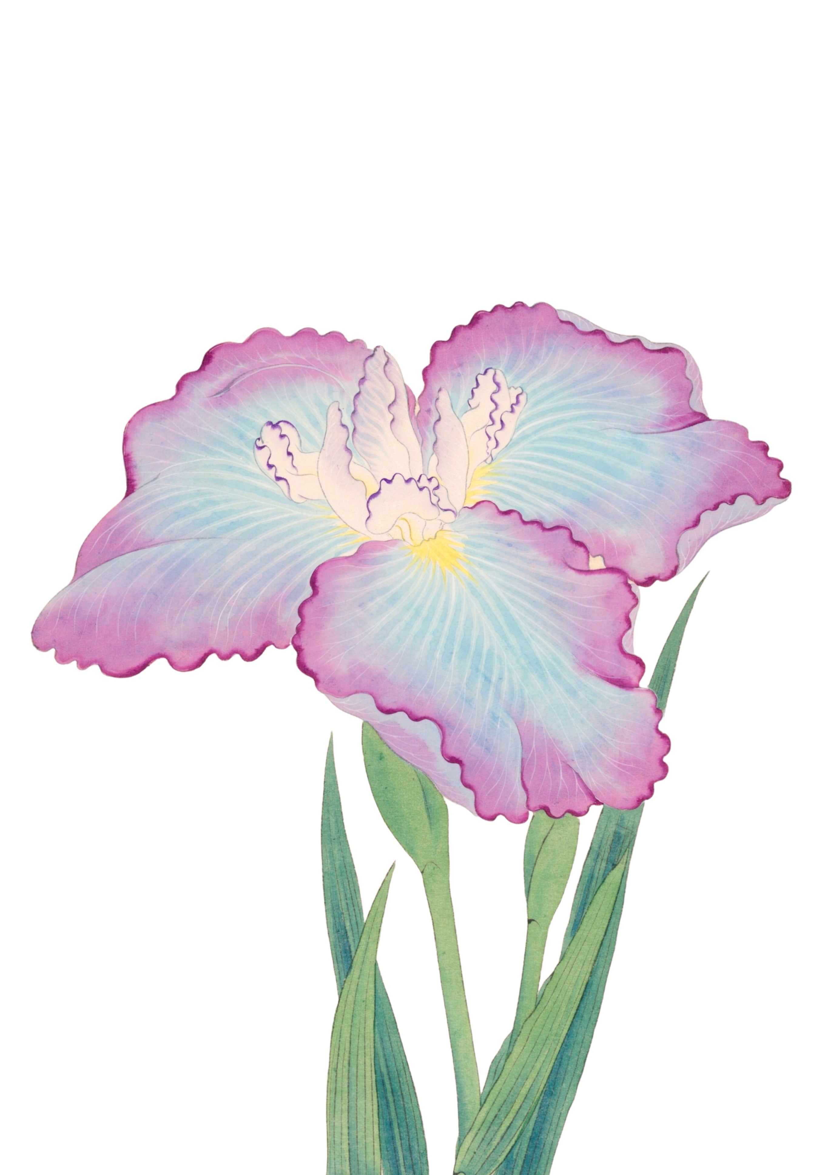 JAPANESE IRIS 19