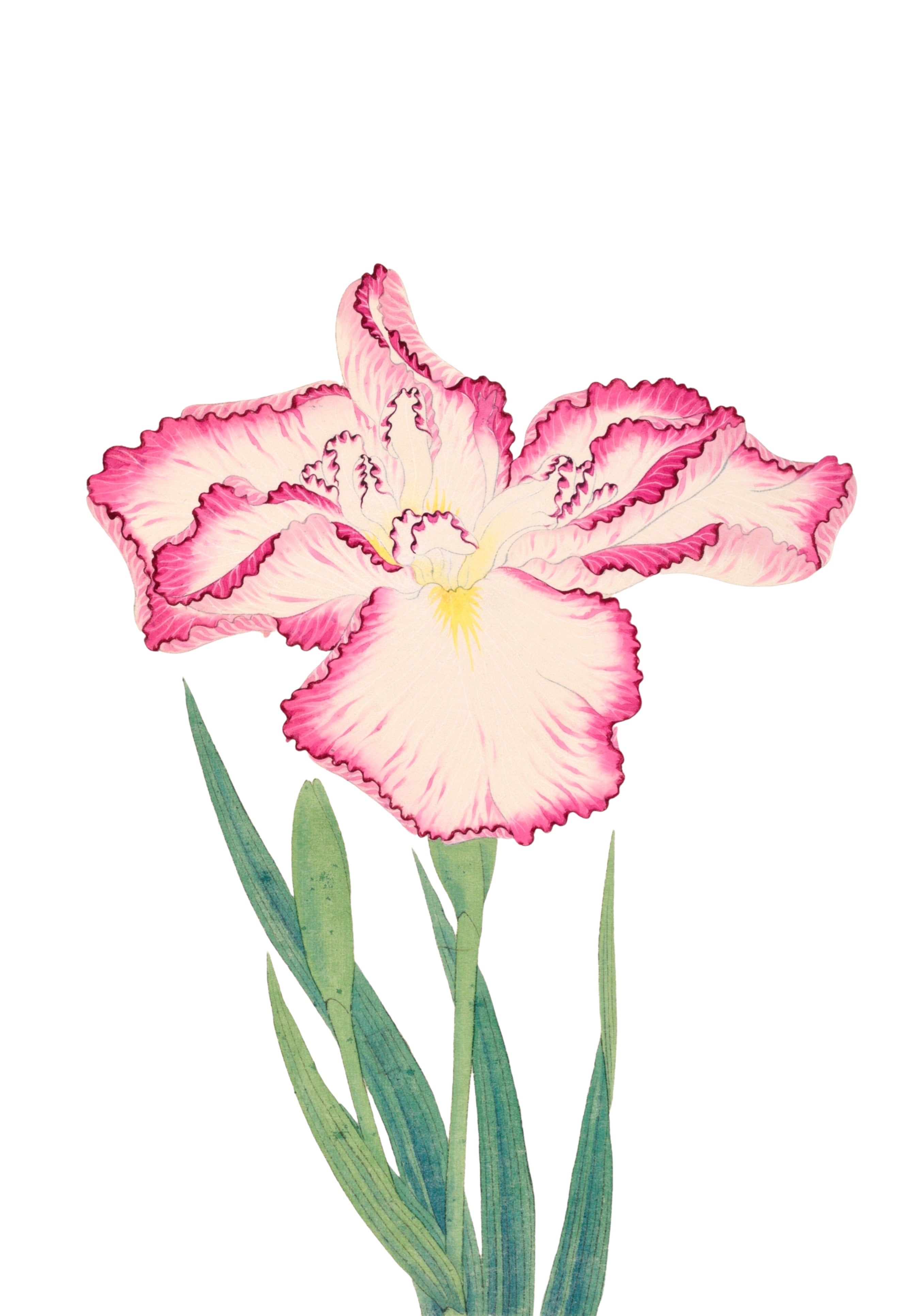 JAPANESE IRIS 21