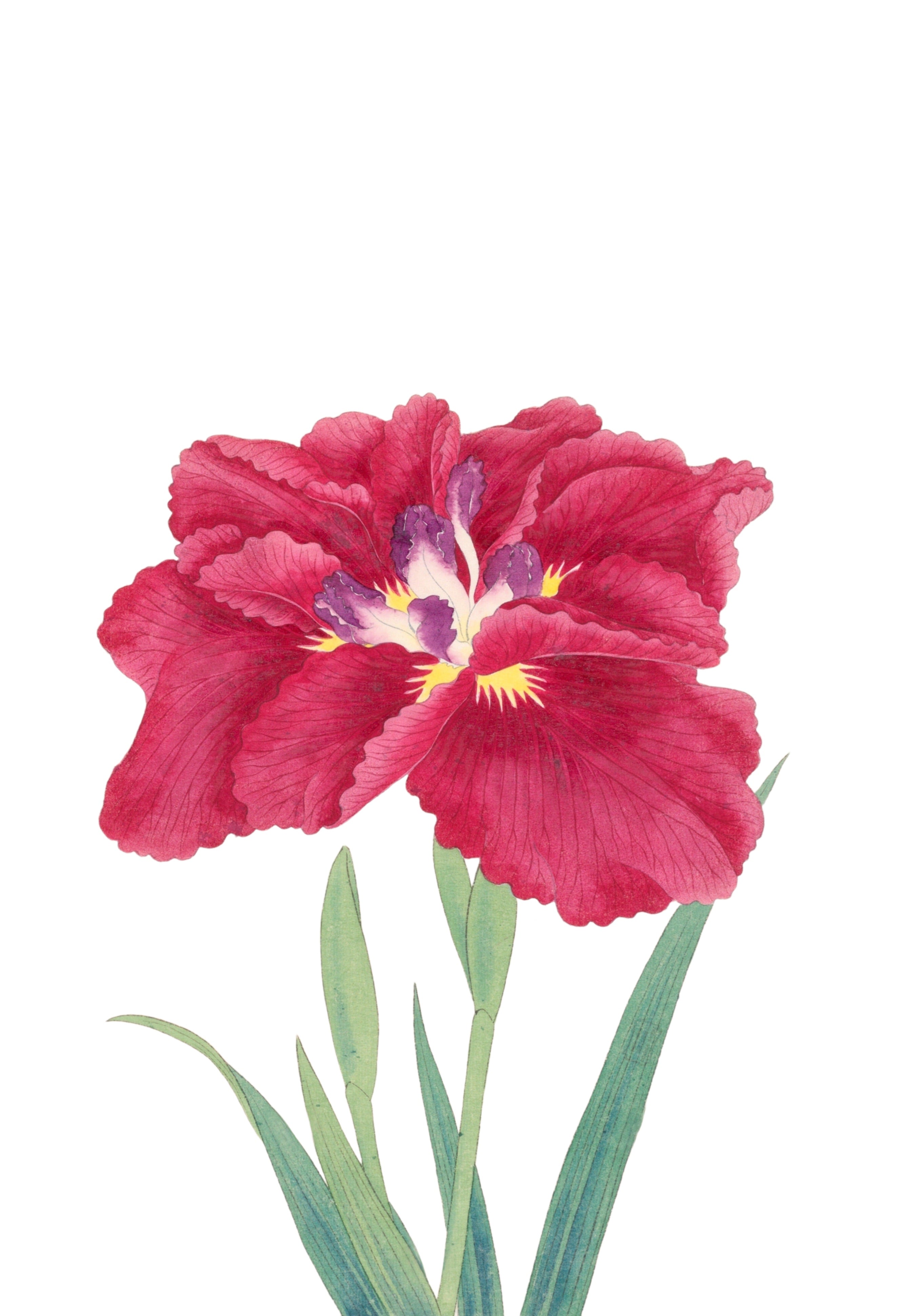 JAPANESE IRIS 24