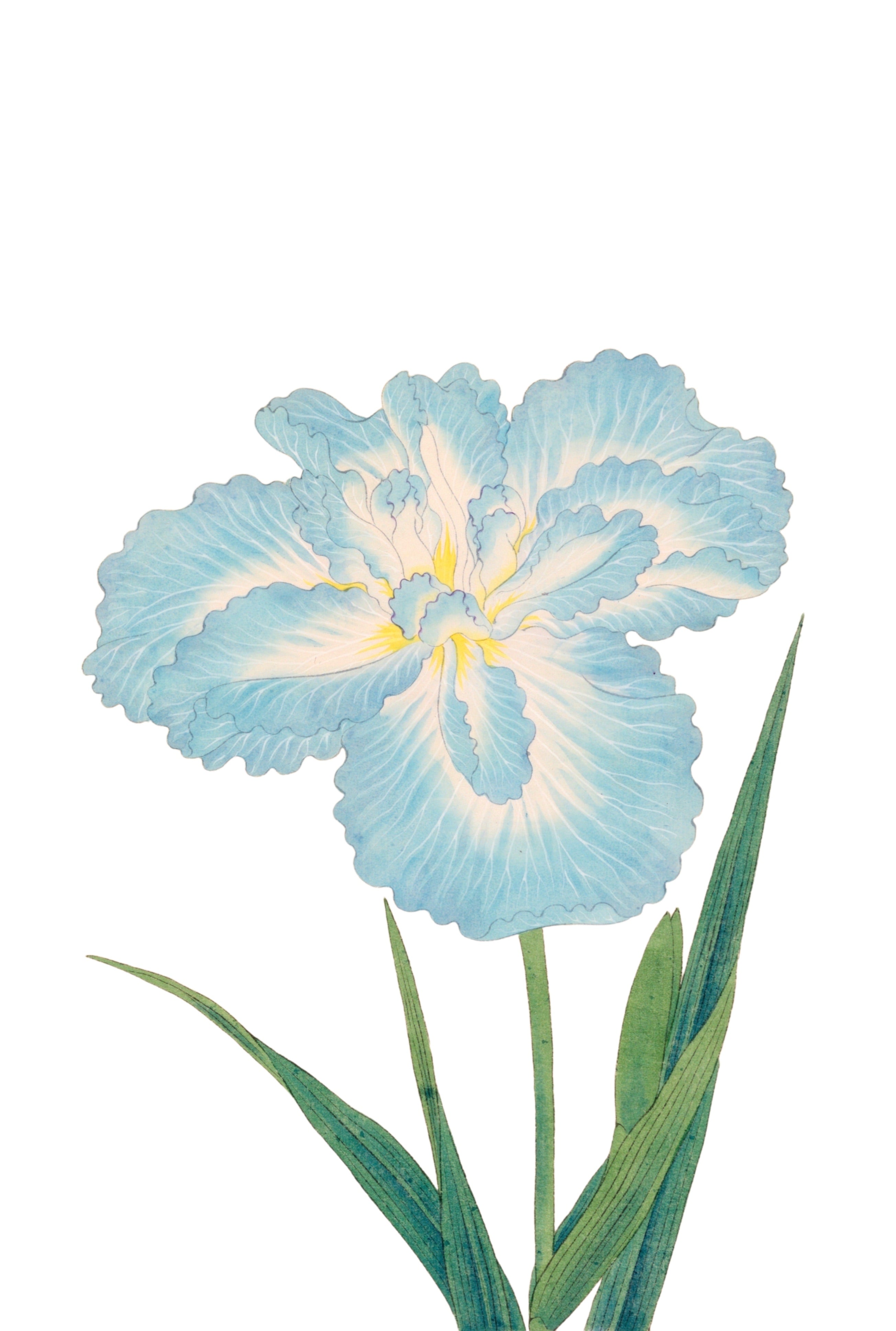 JAPANESE IRIS 26