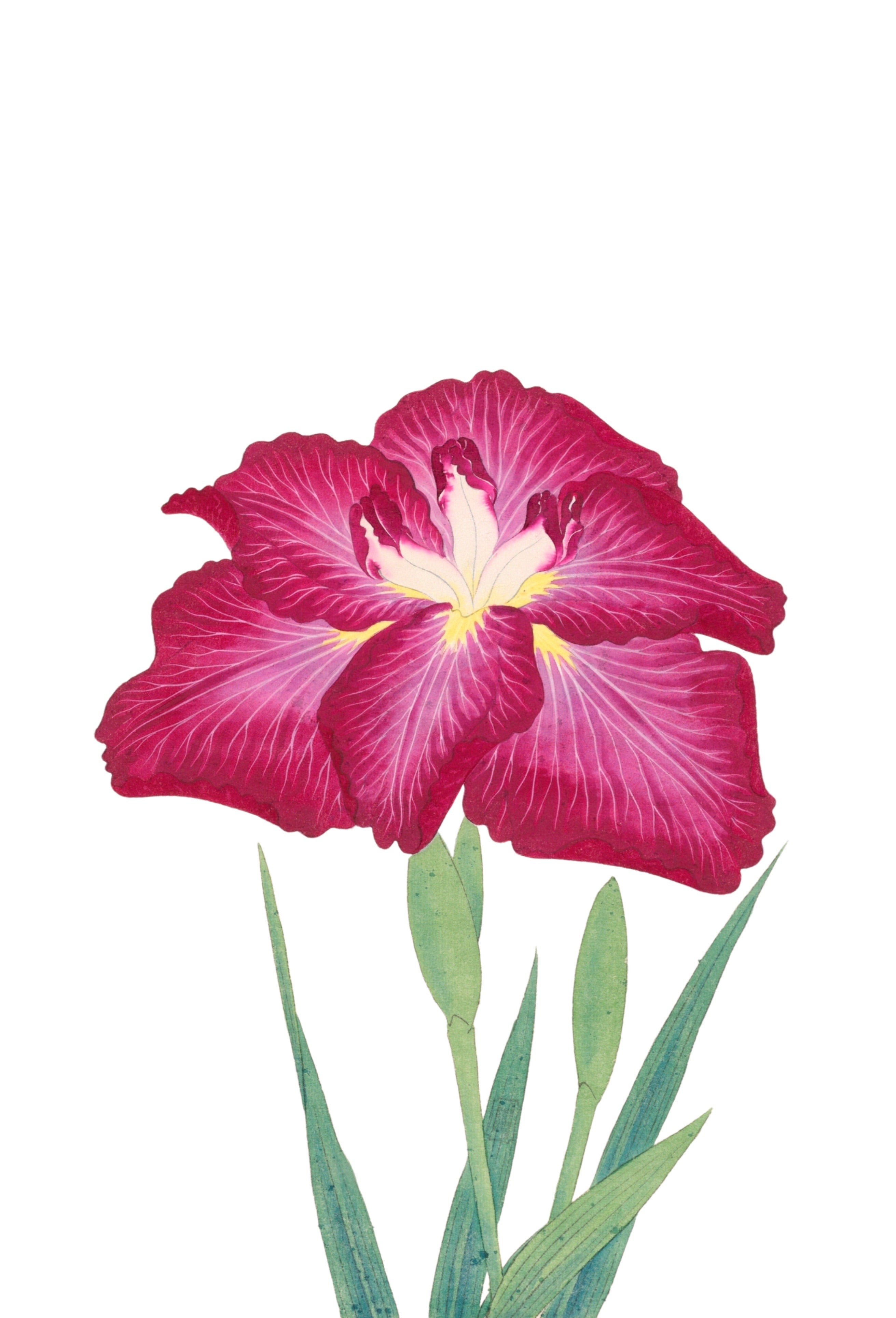 JAPANESE IRIS 28