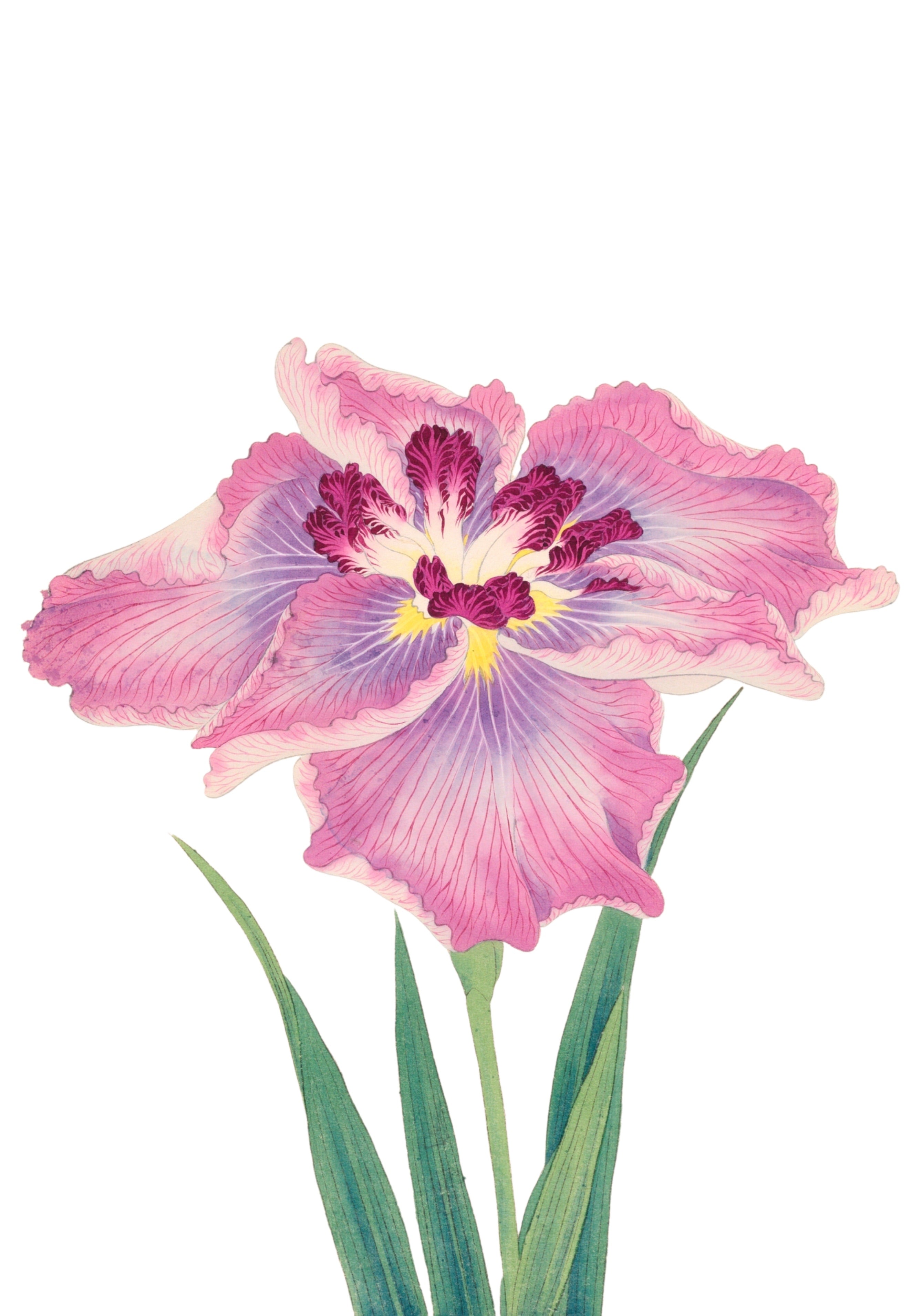 JAPANESE IRIS 29