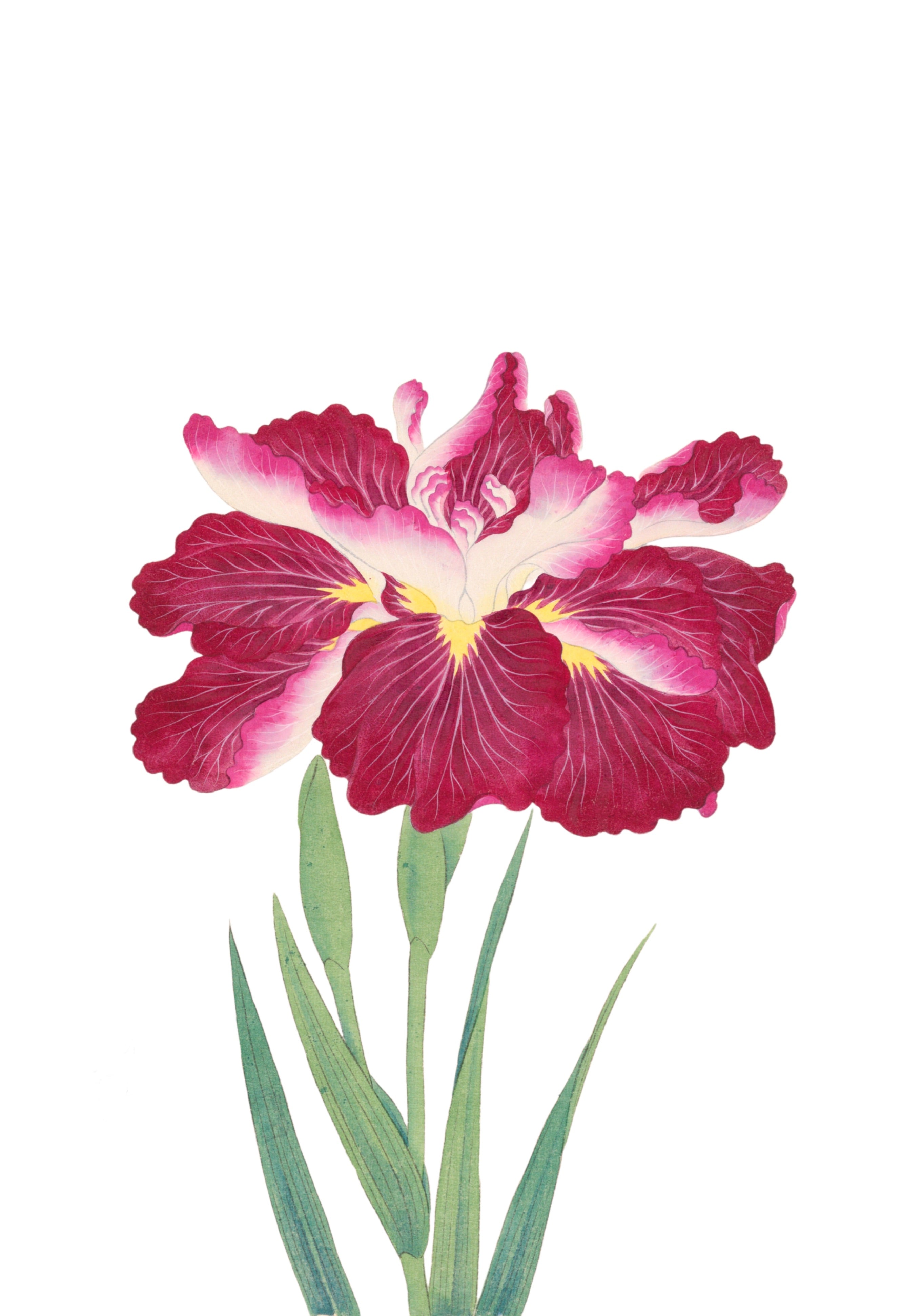 JAPANESE IRIS 30