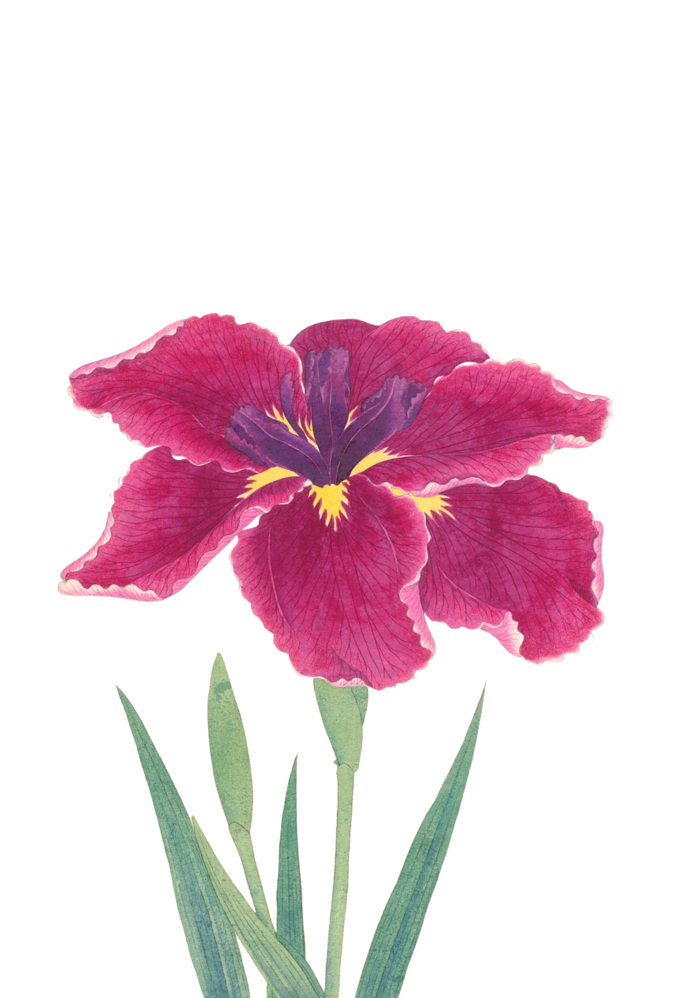 JAPANESE IRIS 33