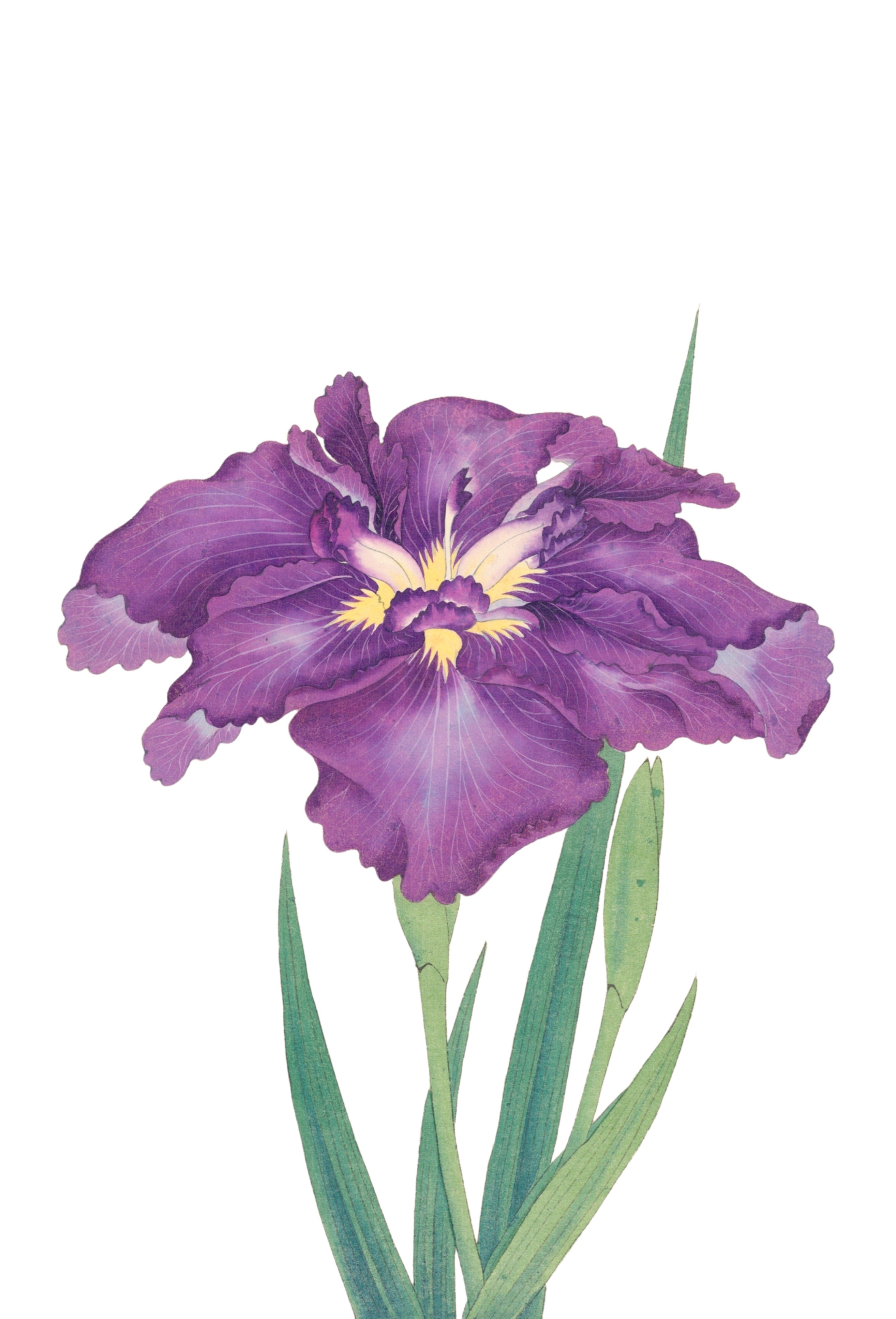JAPANESE IRIS 34