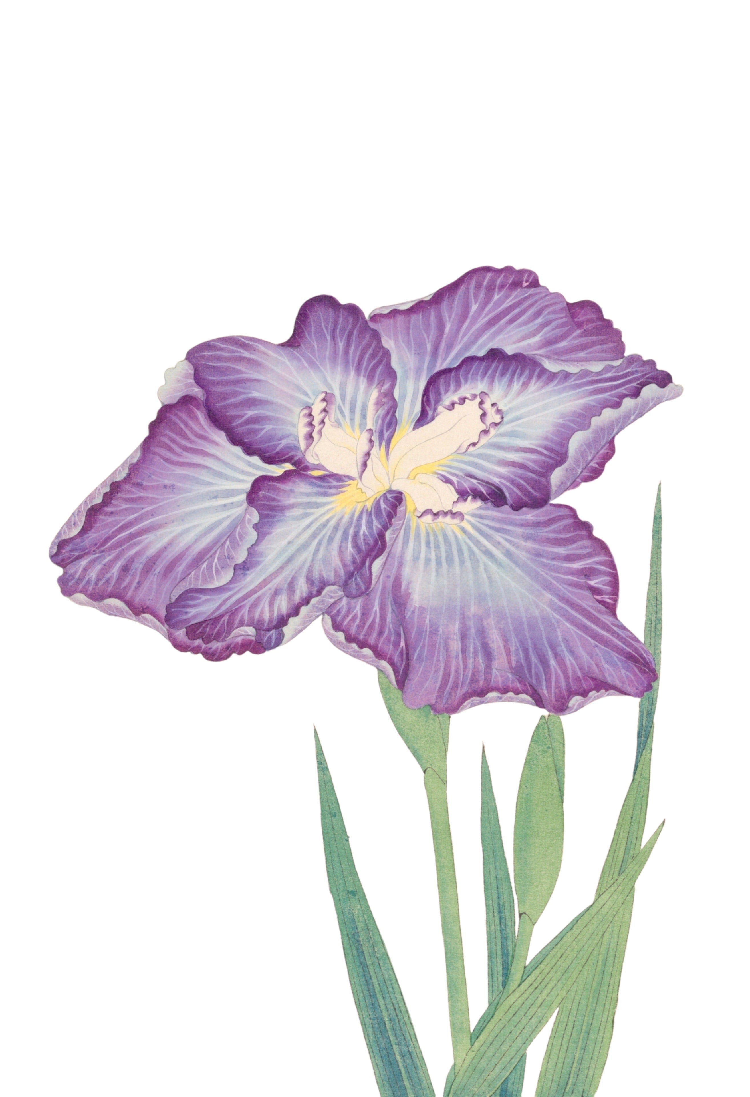 JAPANESE IRIS 36