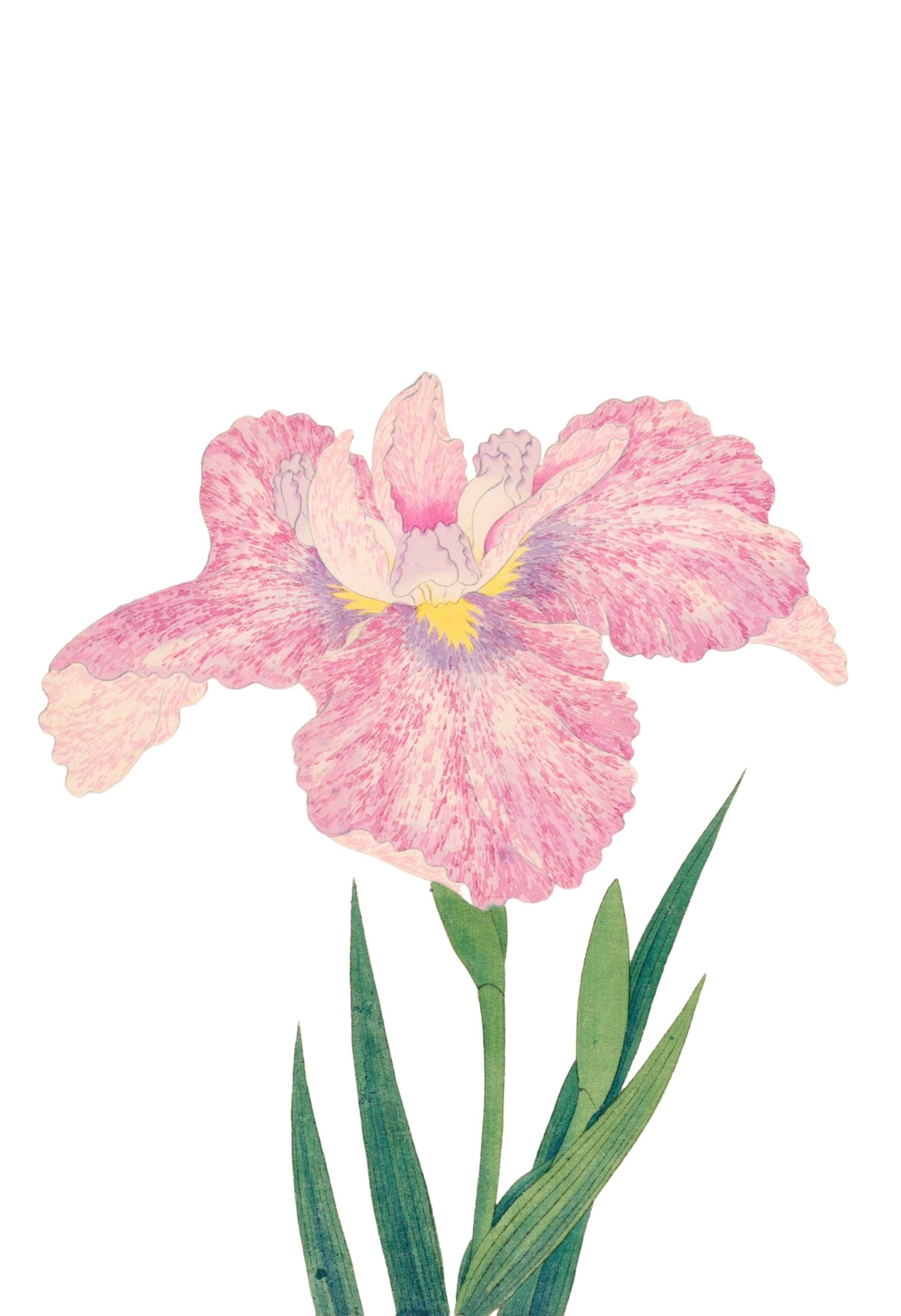 JAPANESE IRIS 38