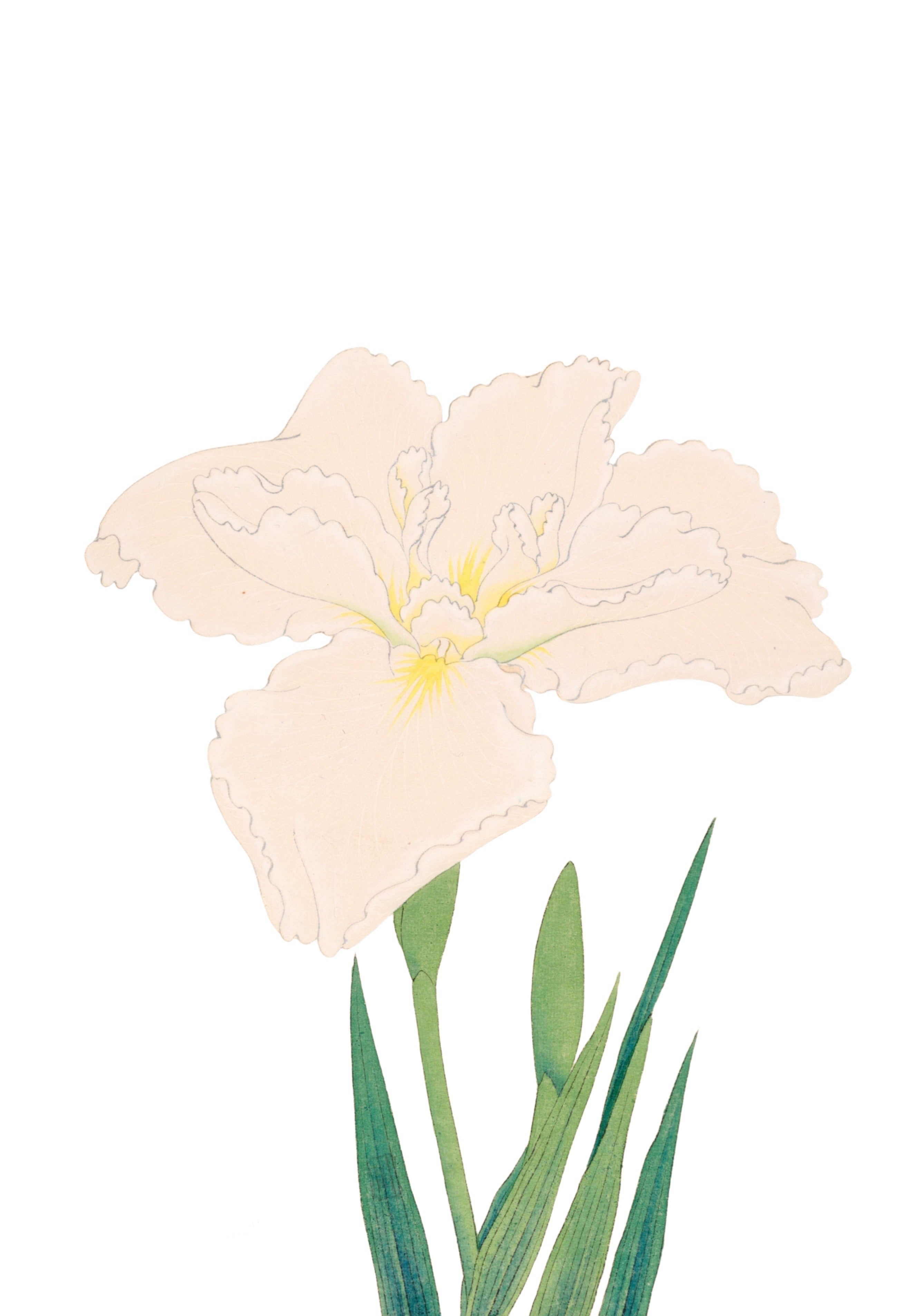 JAPANESE IRIS 40