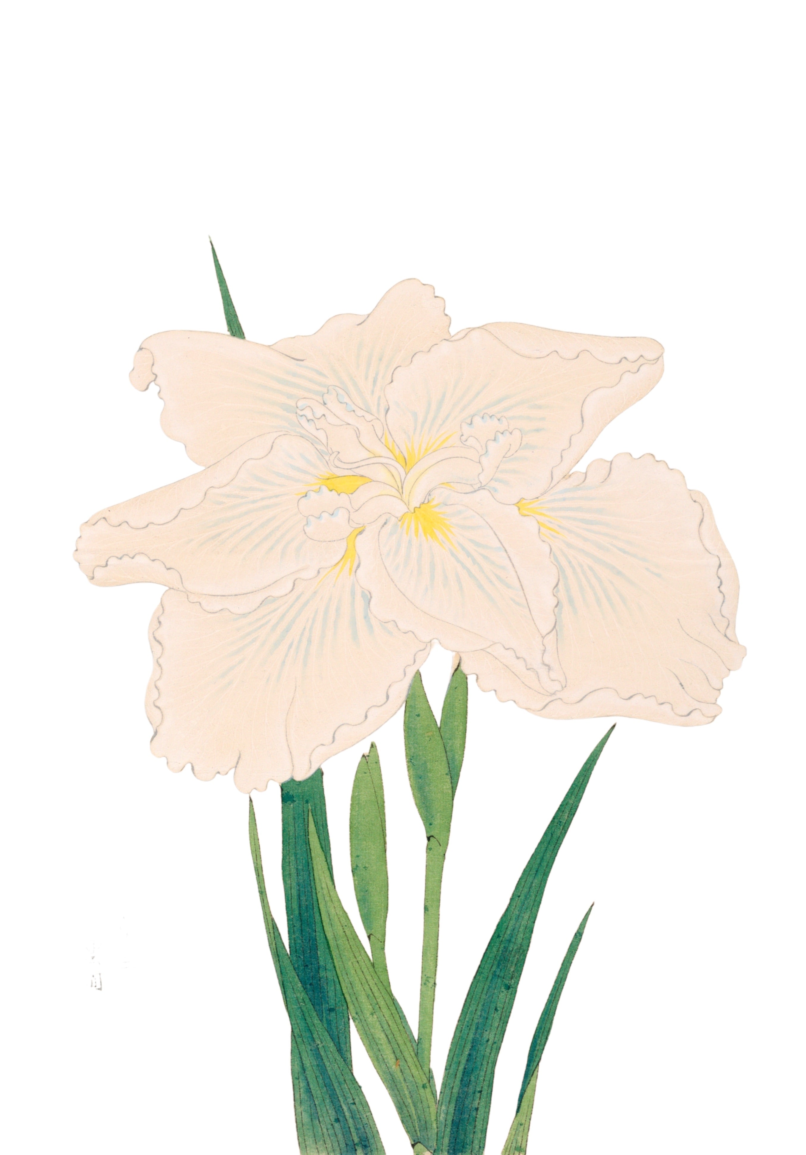 JAPANESE IRIS 4