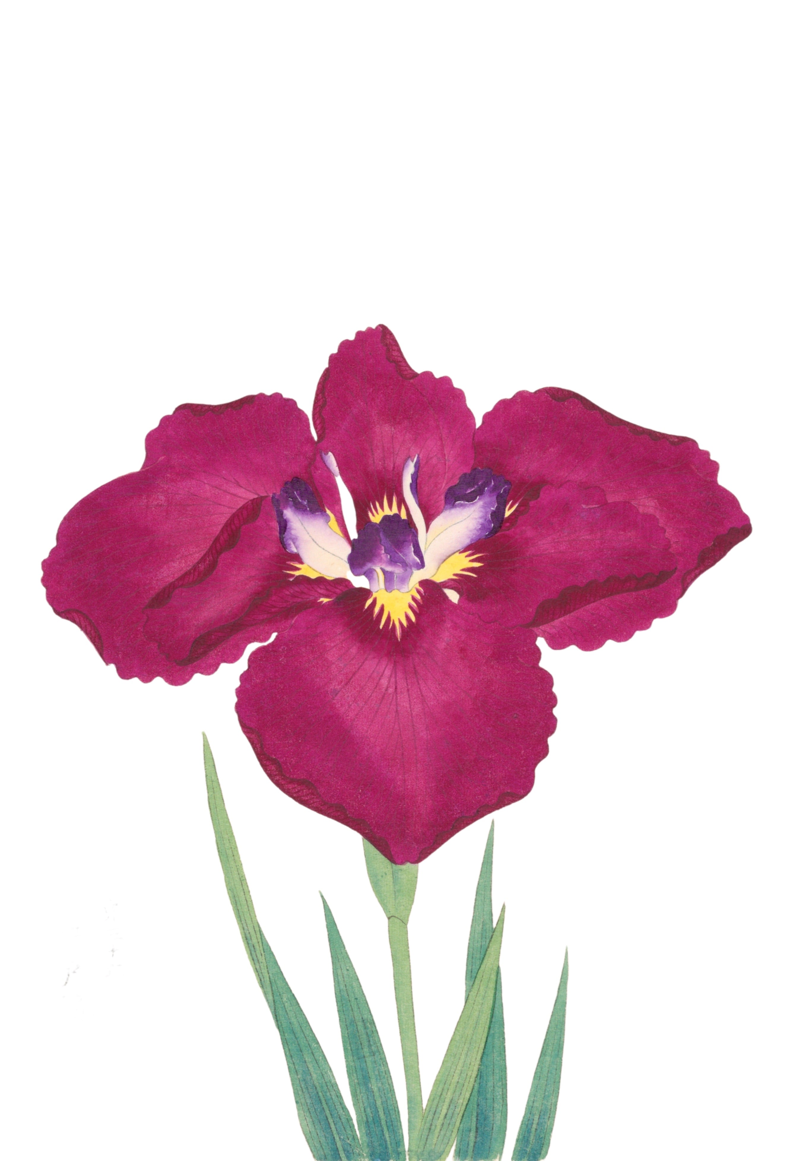 JAPANESE IRIS 8