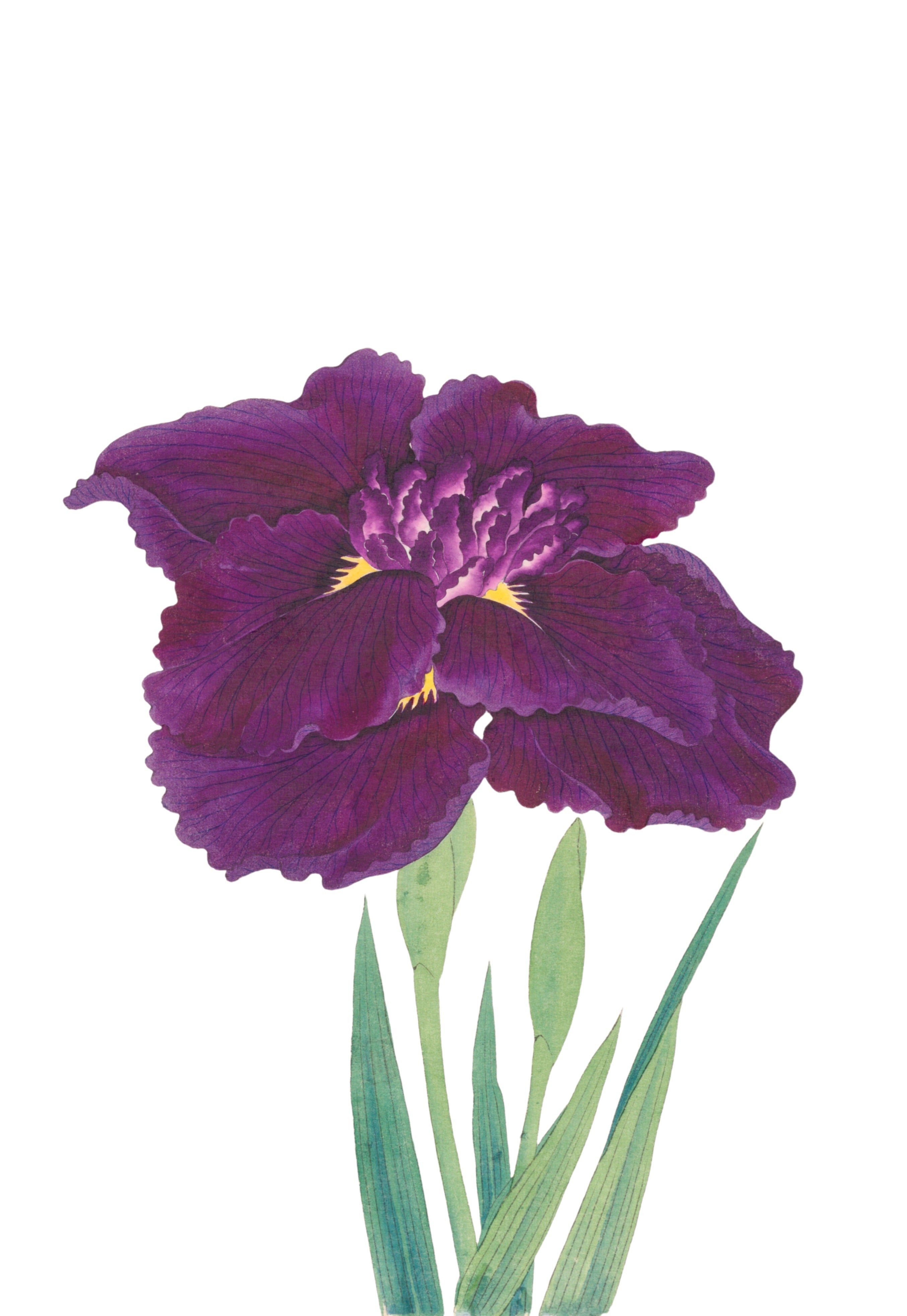 JAPANESE IRIS 9