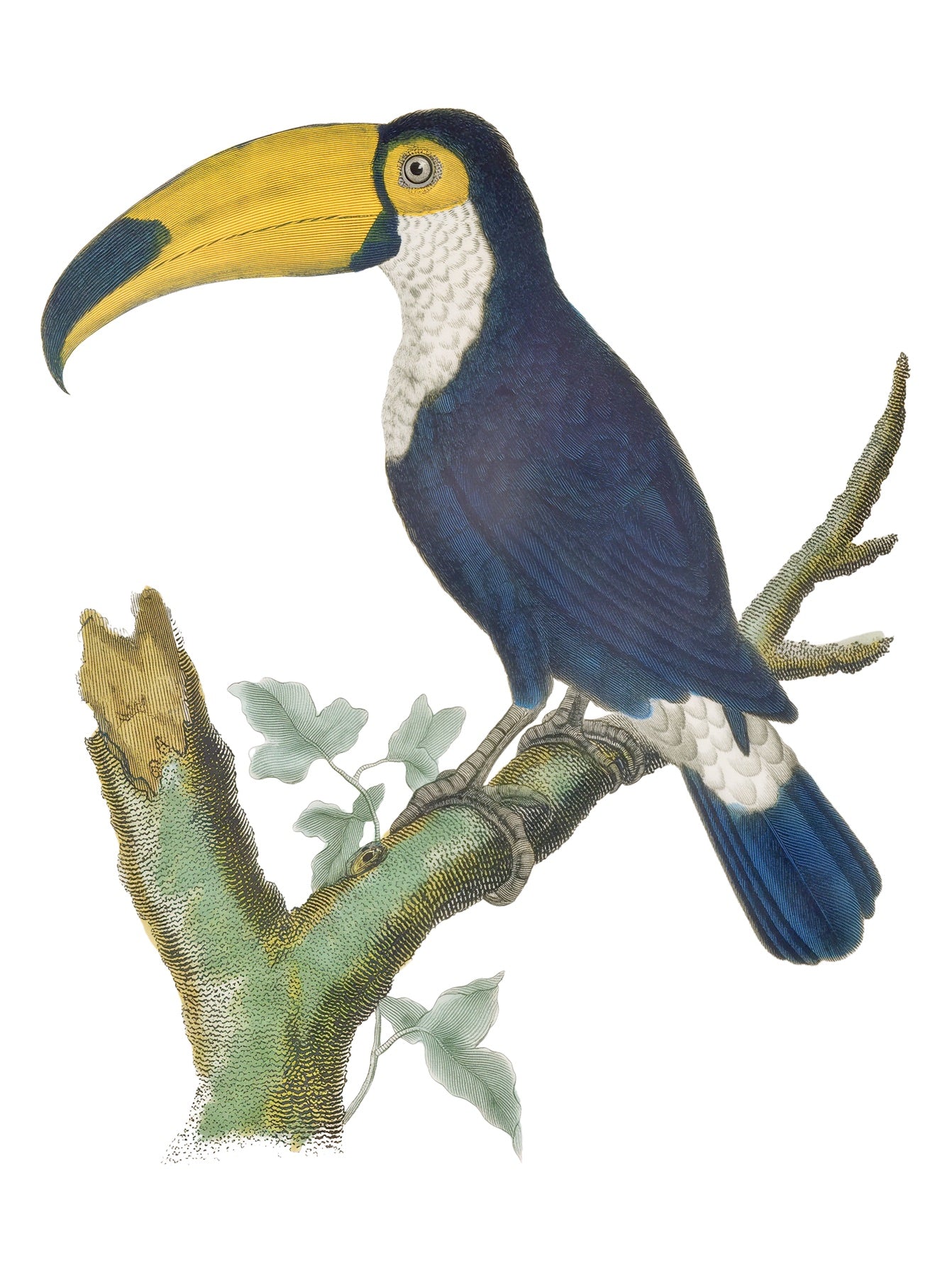JACQUES BARRABAND 32
