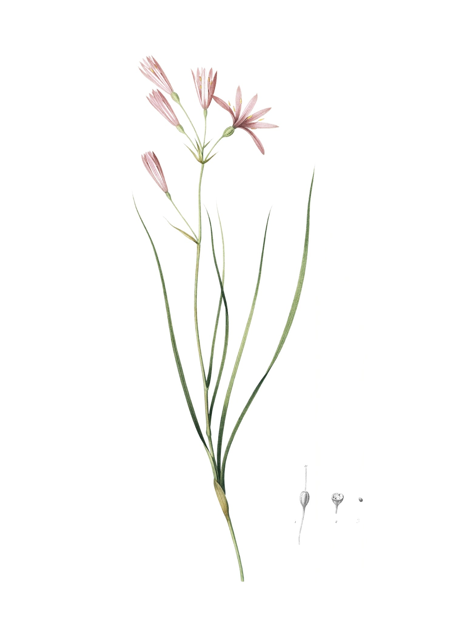 LILY 102
