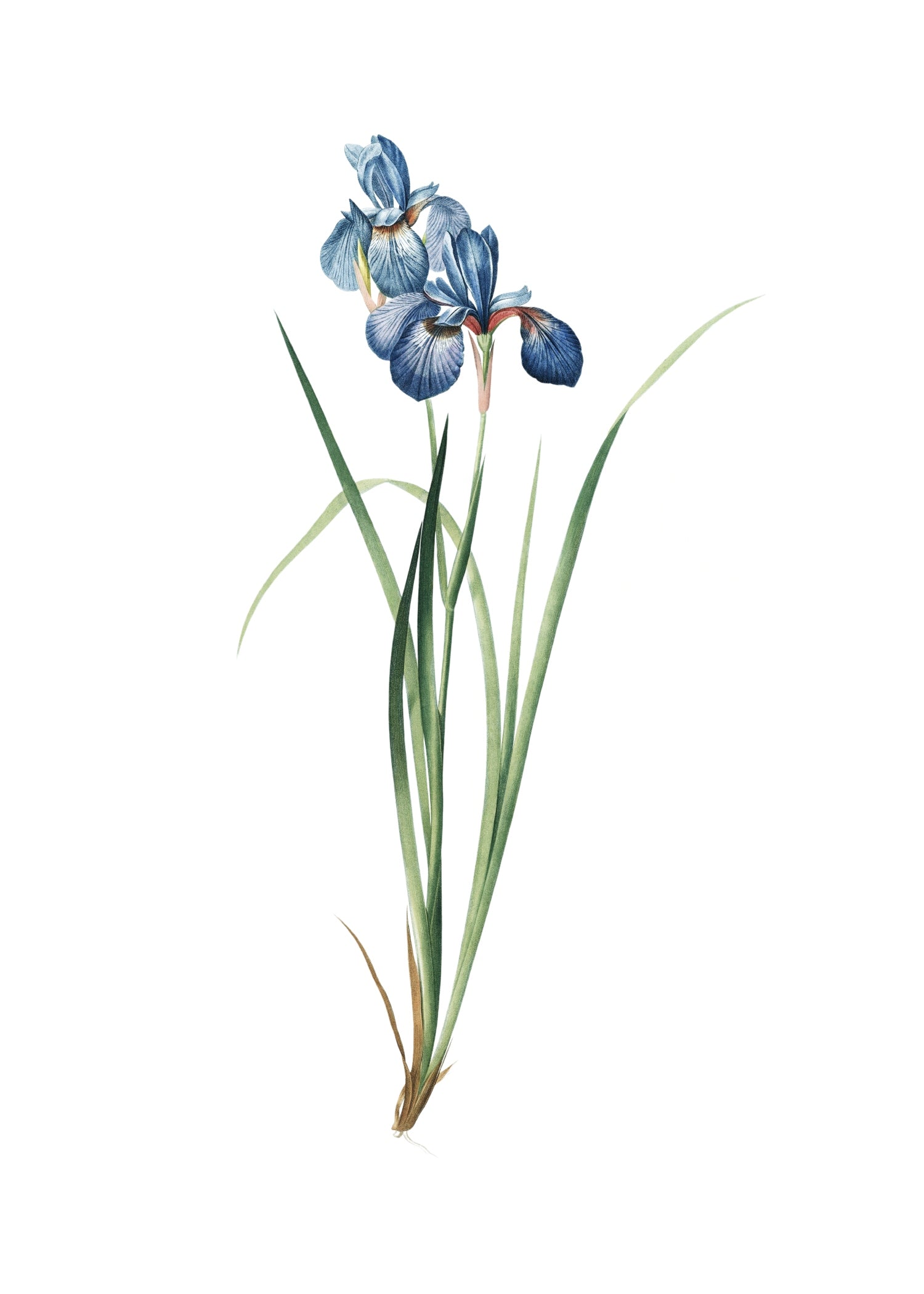 LILY 104