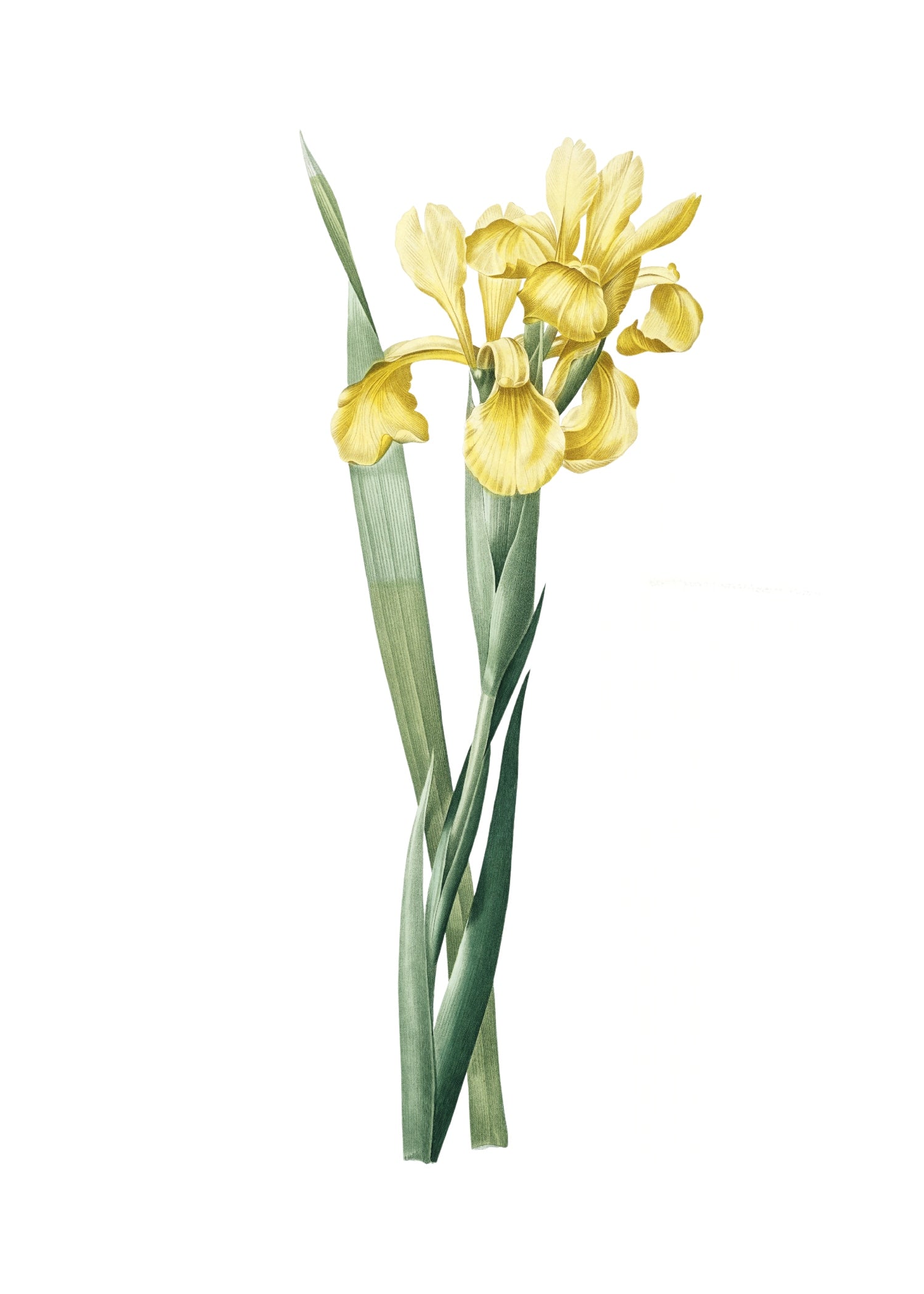 LILY 105