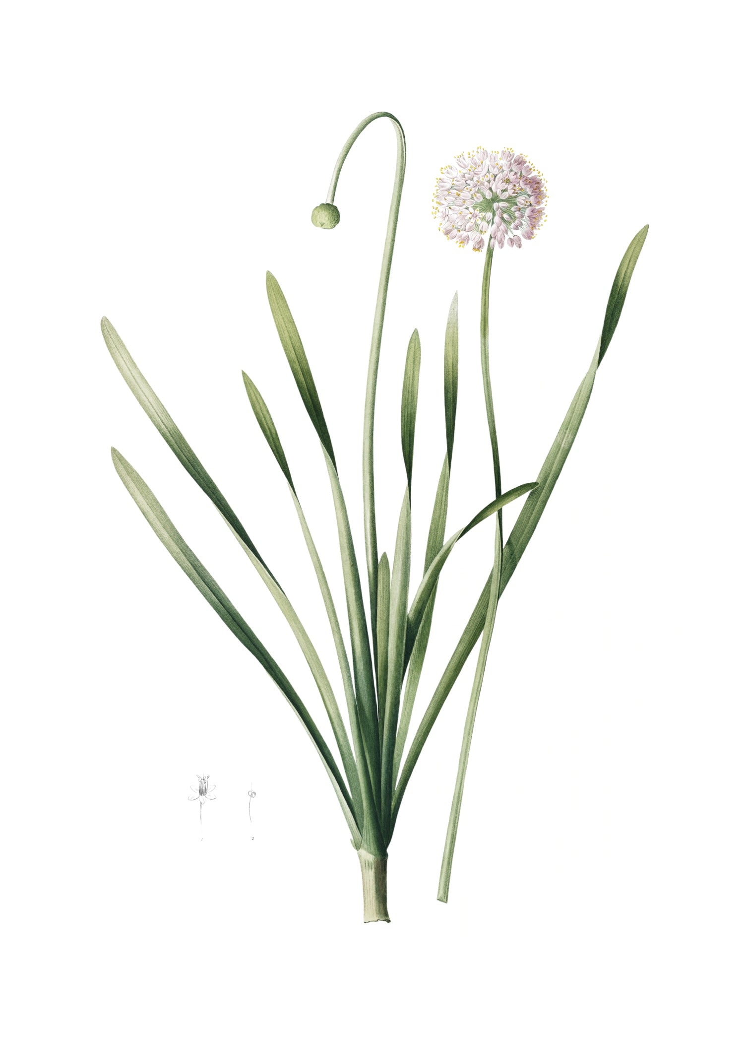 LILY 107
