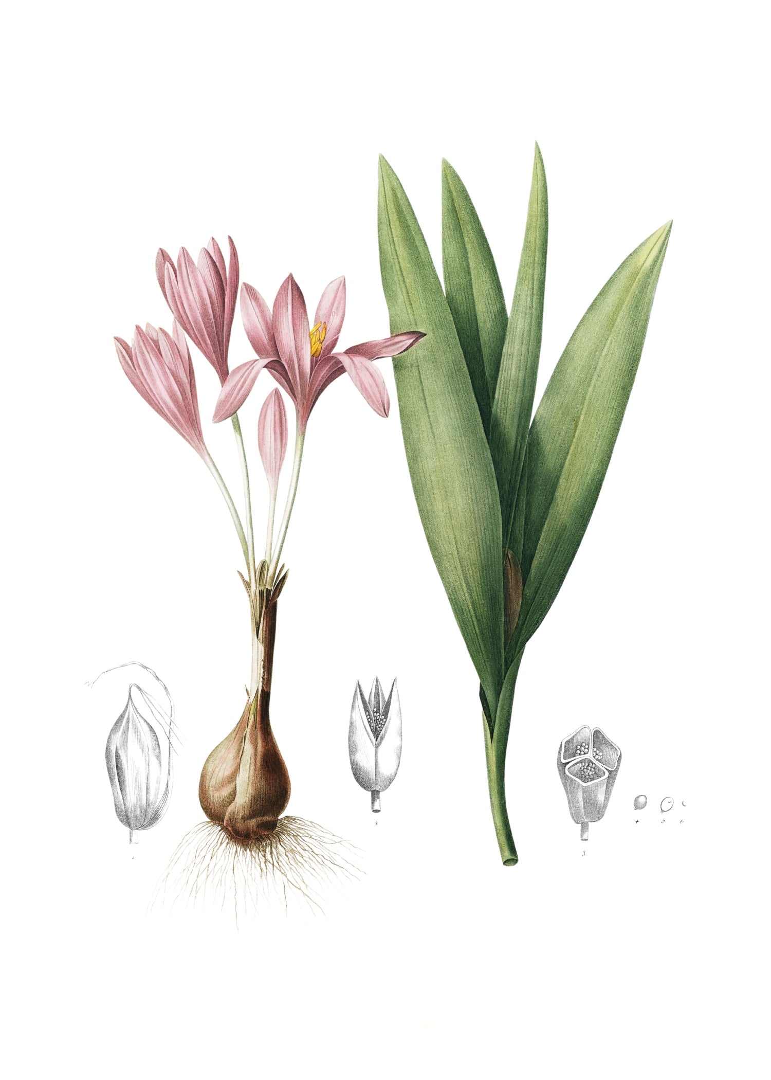 LILY 108
