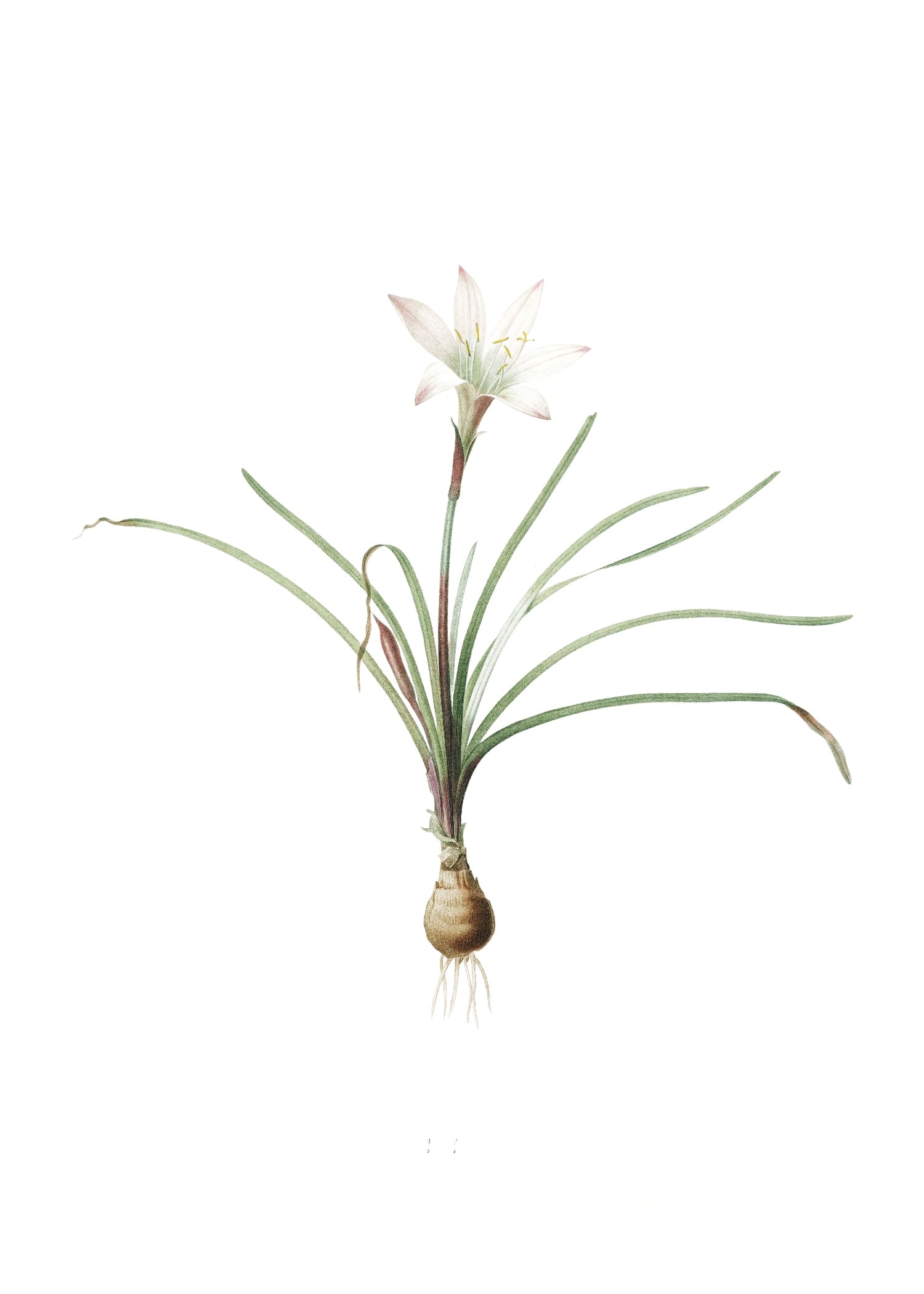LILY 10