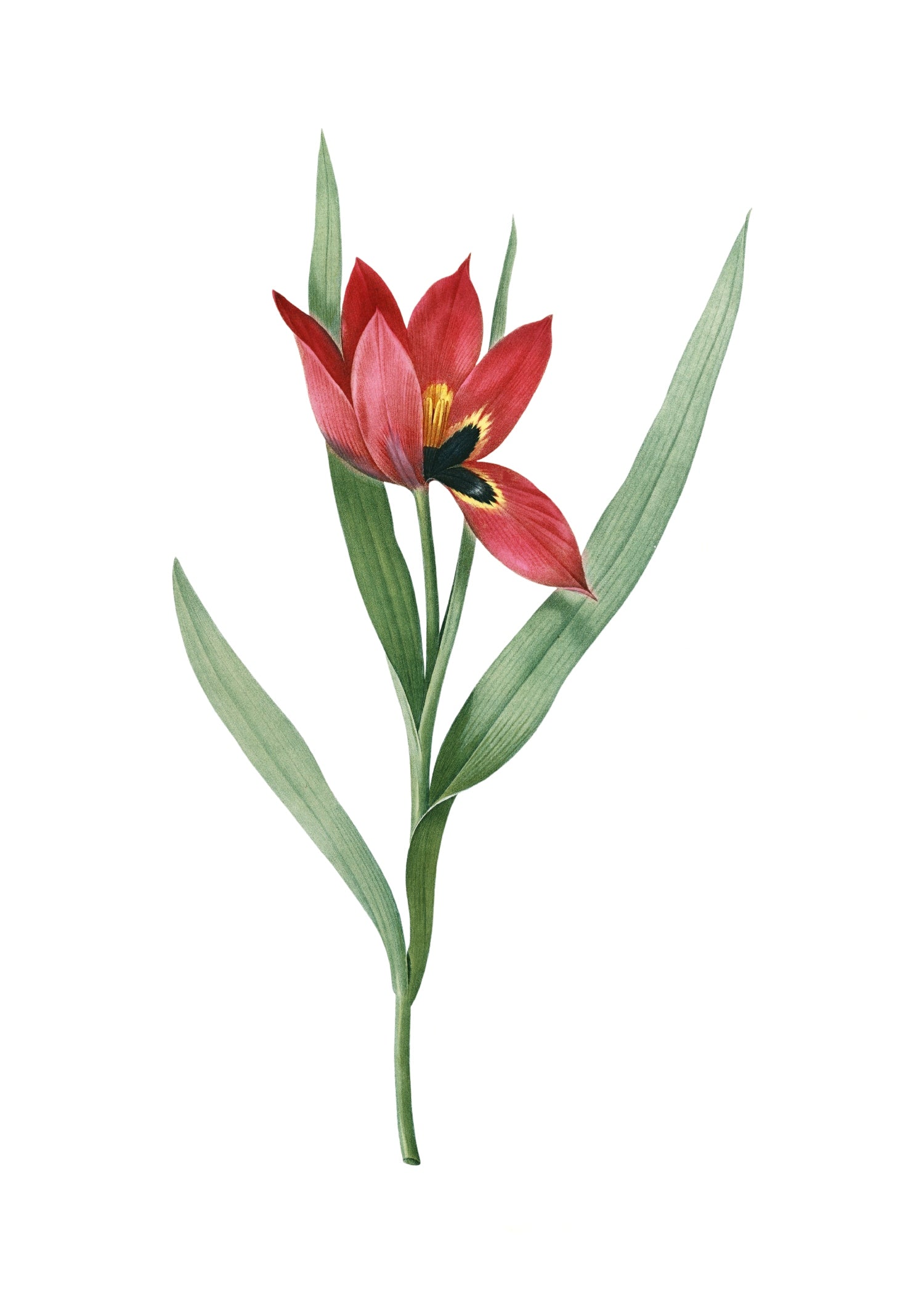 LILY 110