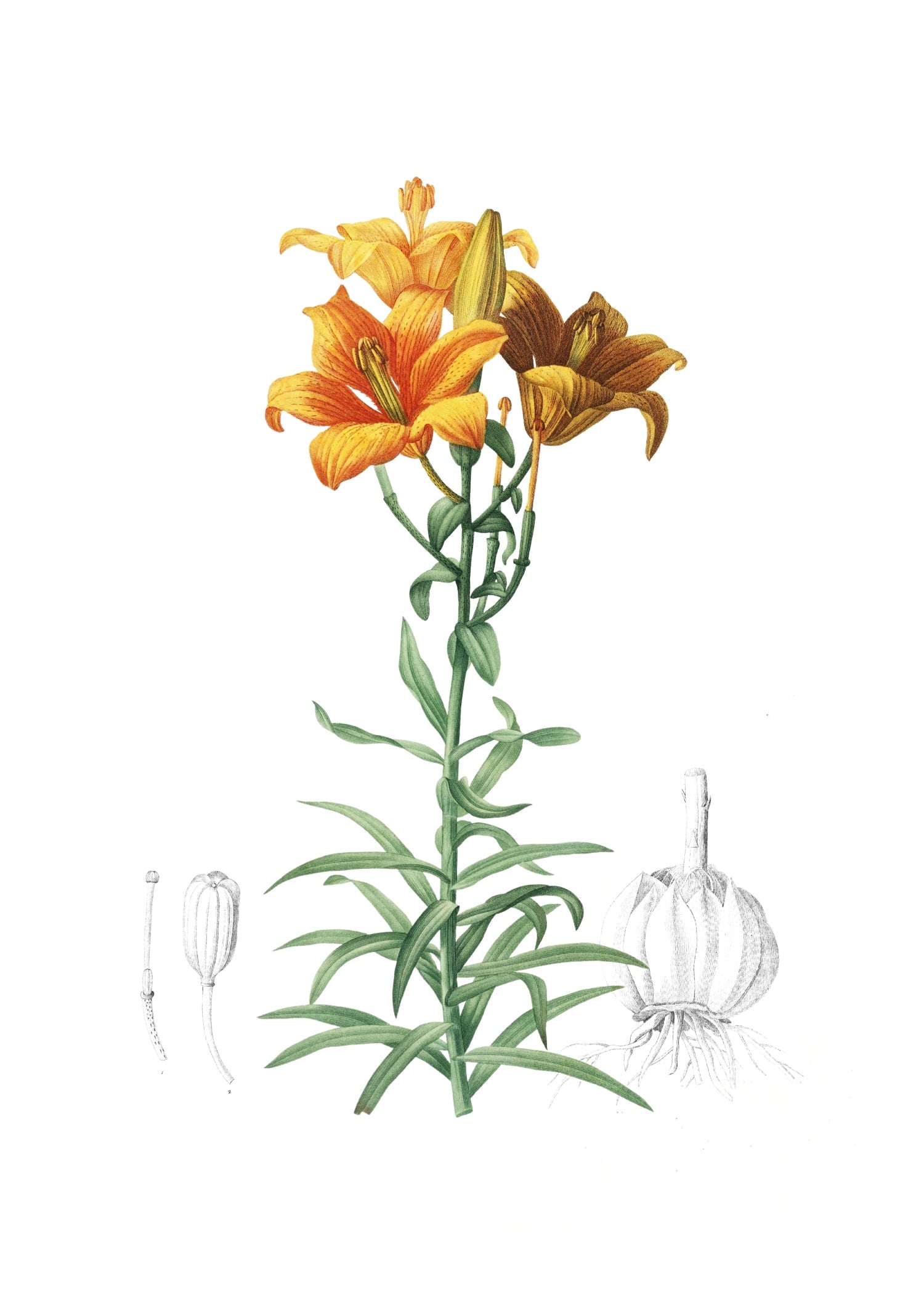 LILY 113