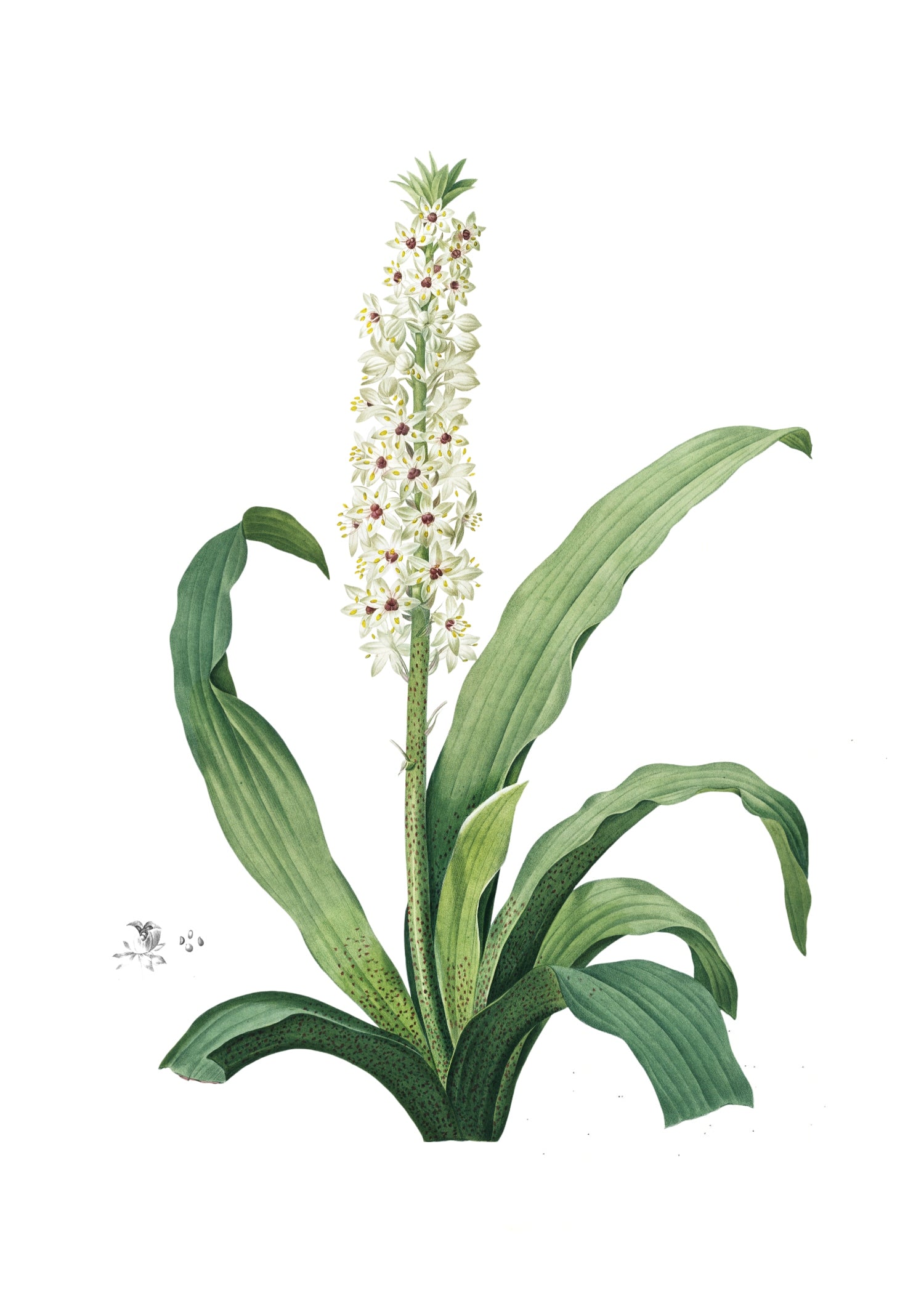 LILY 115