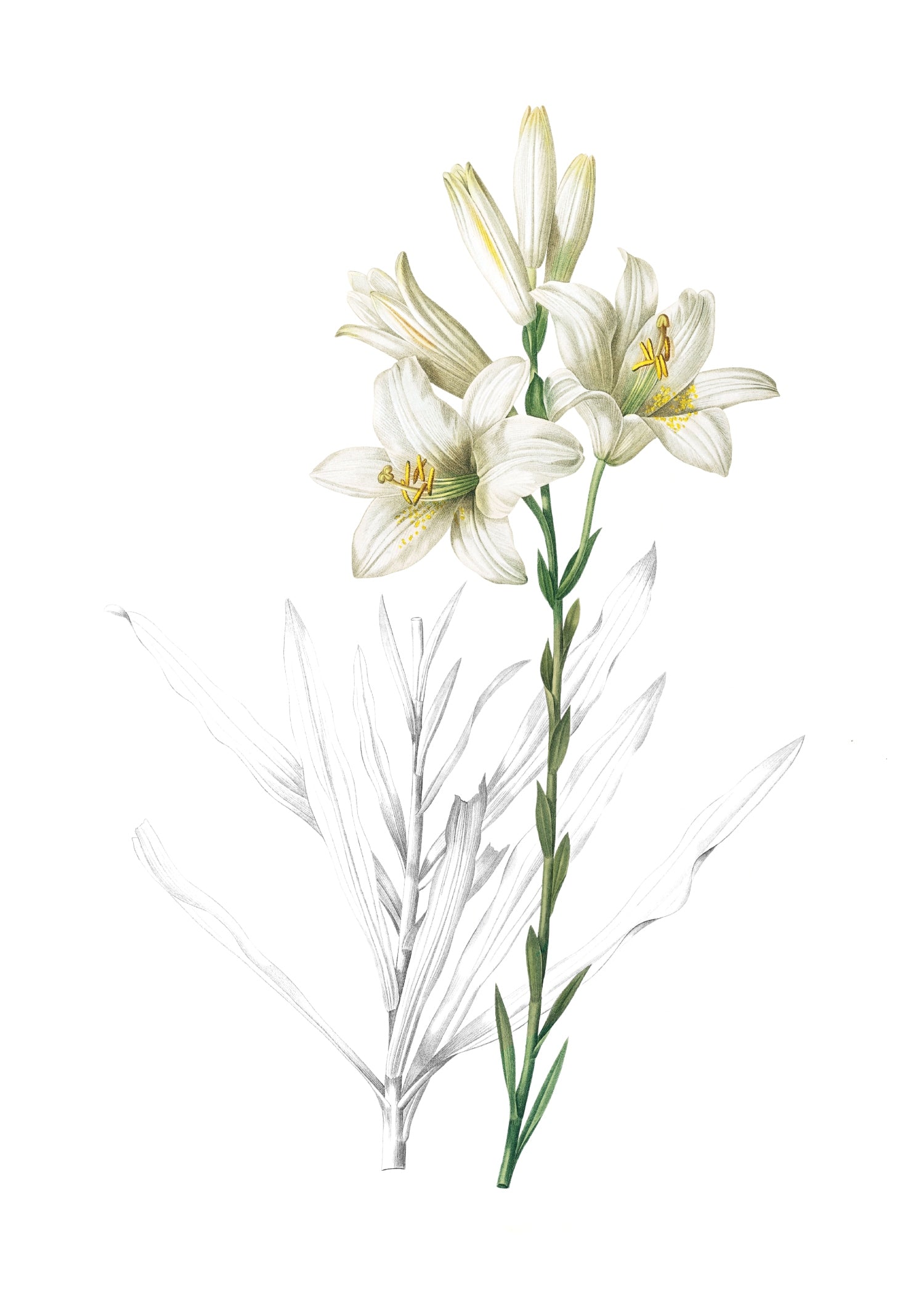 LILY 117