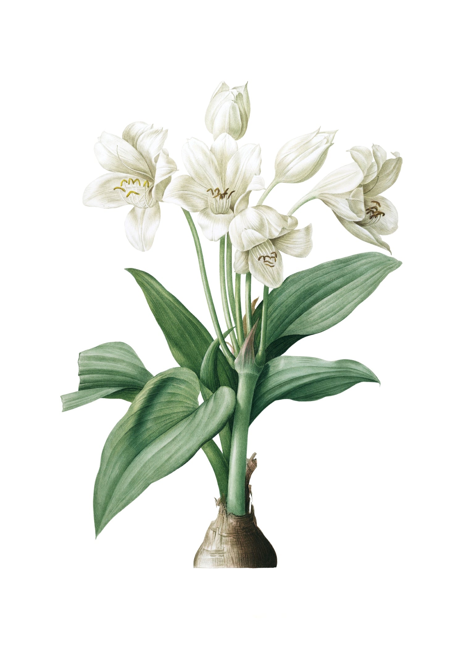 LILY 121