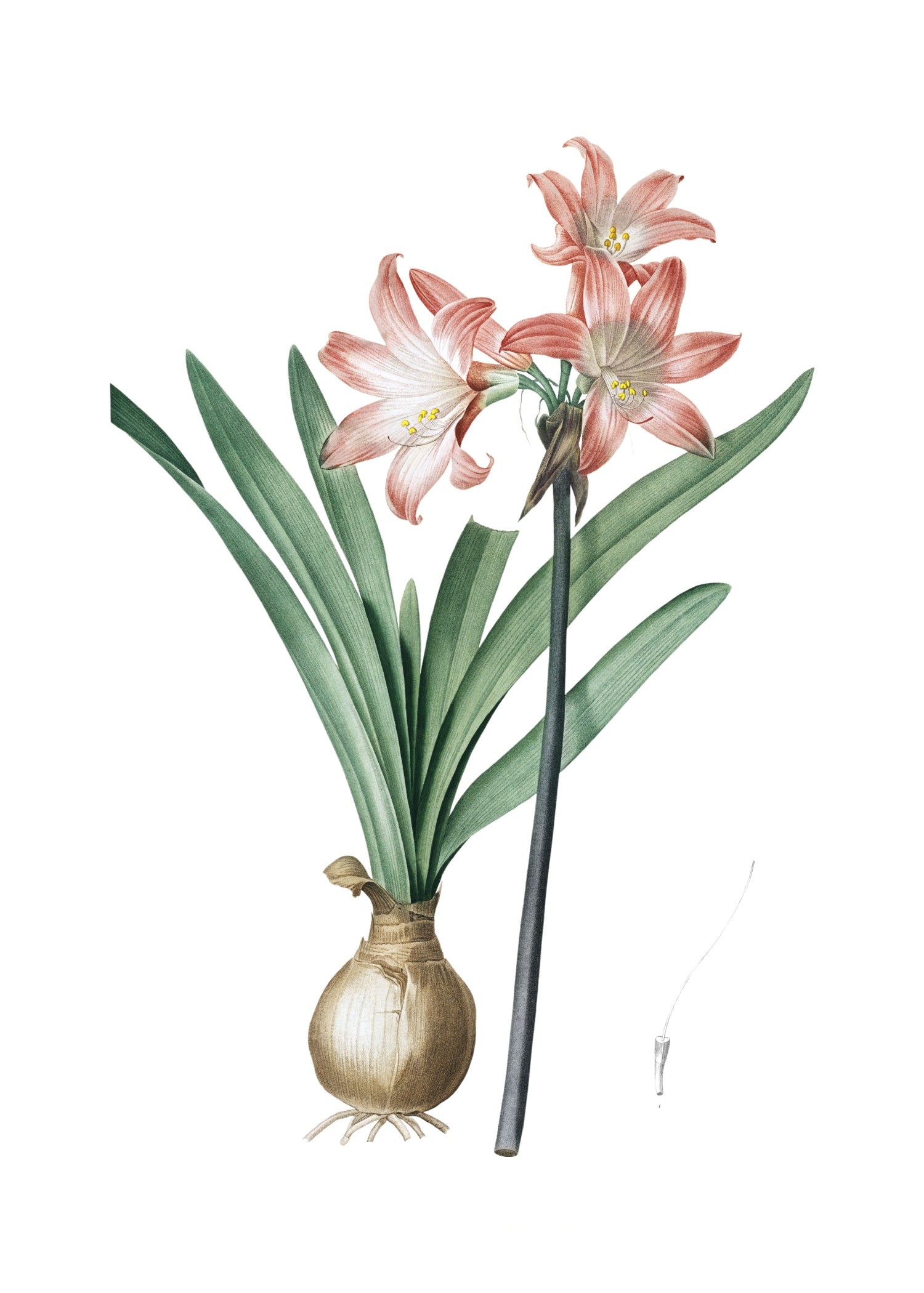 LILY 122