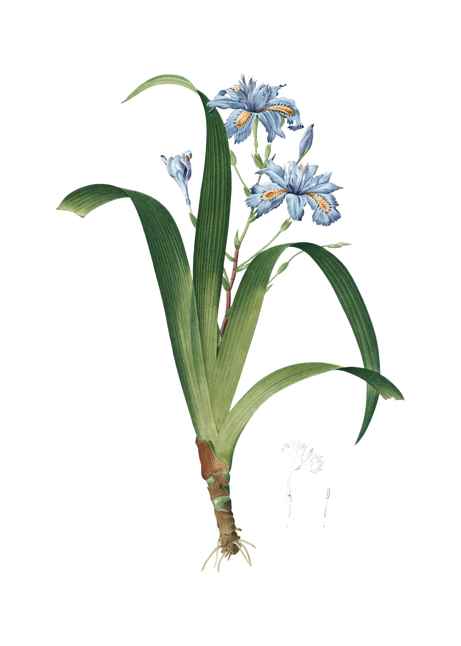 LILY 126