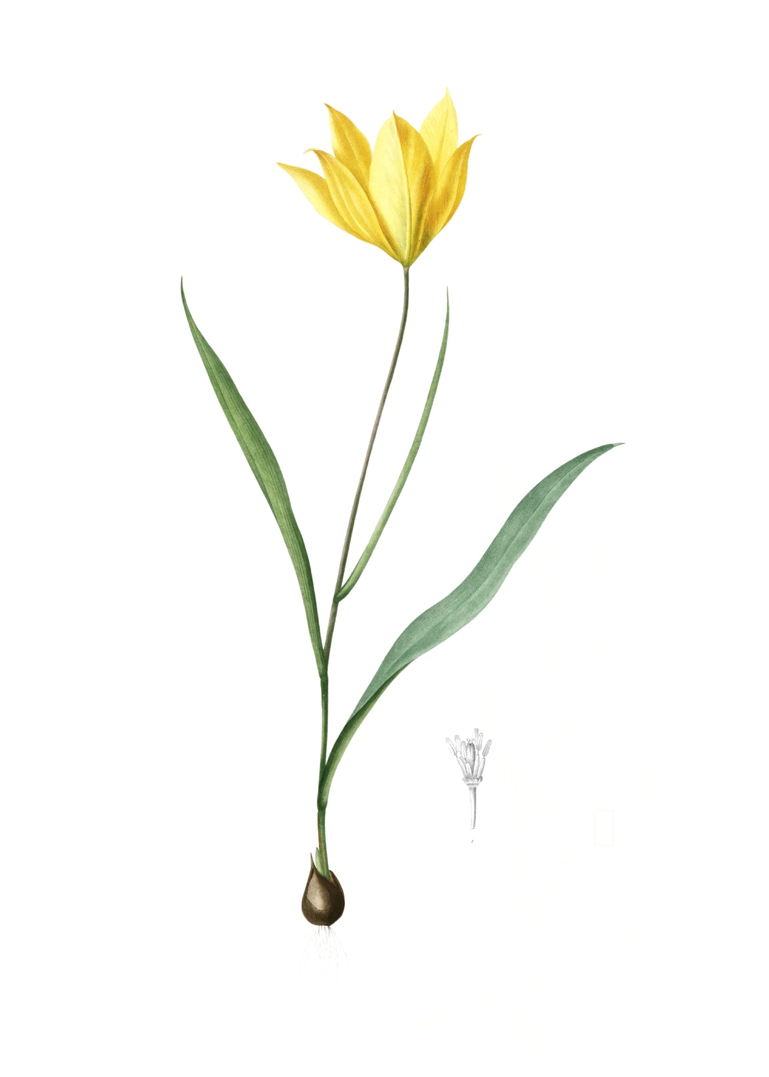 LILY 127