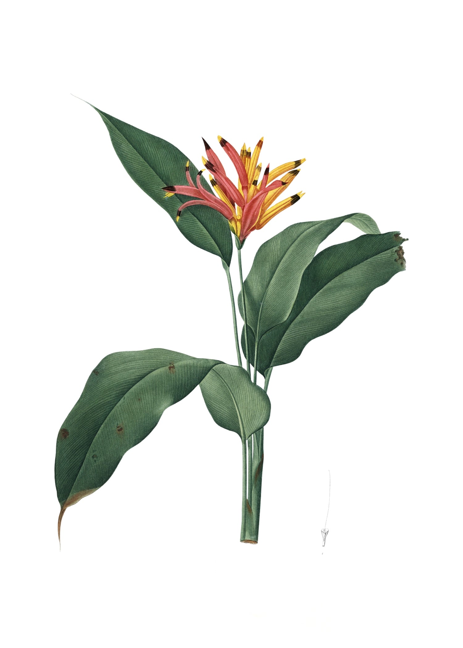 LILY 129