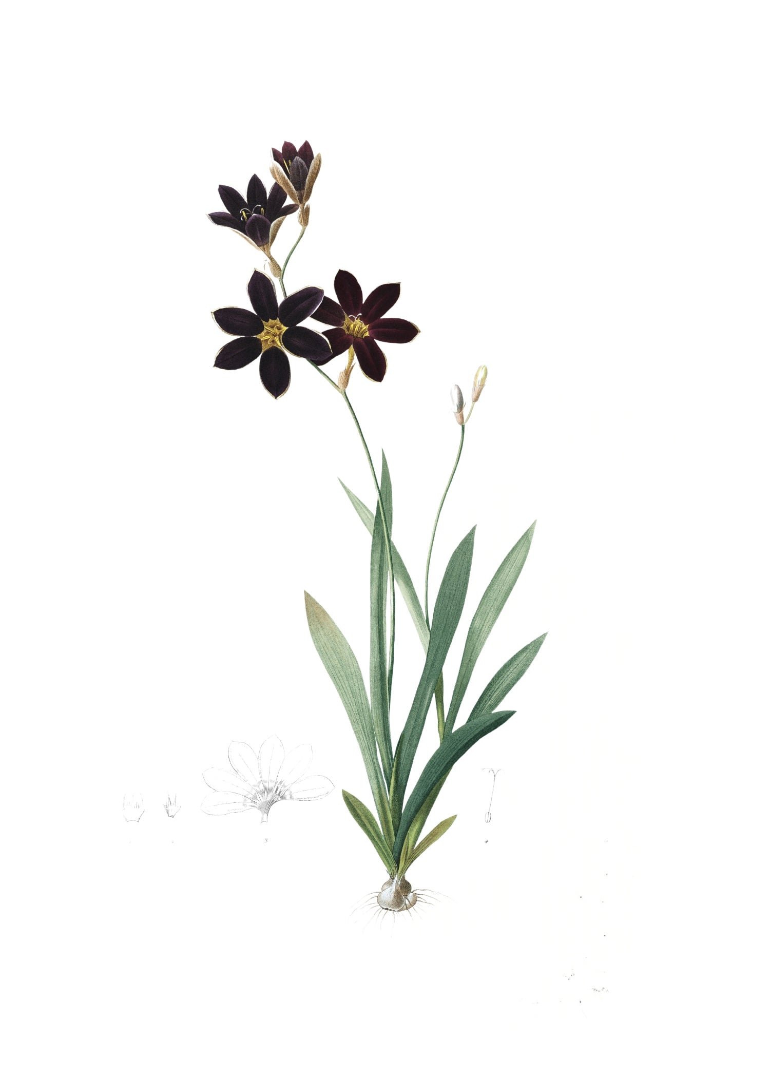 LILY 133