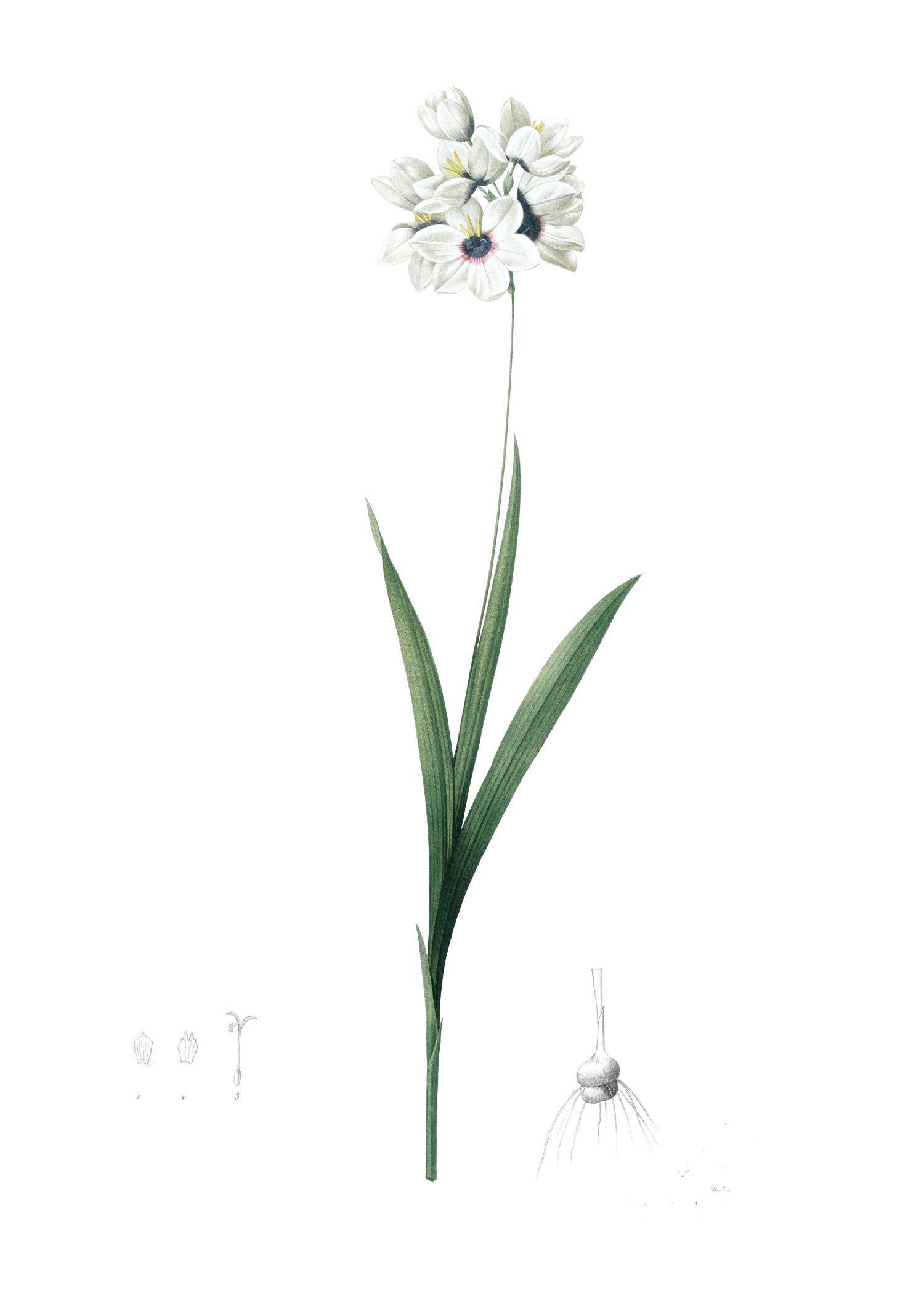 LILY 135