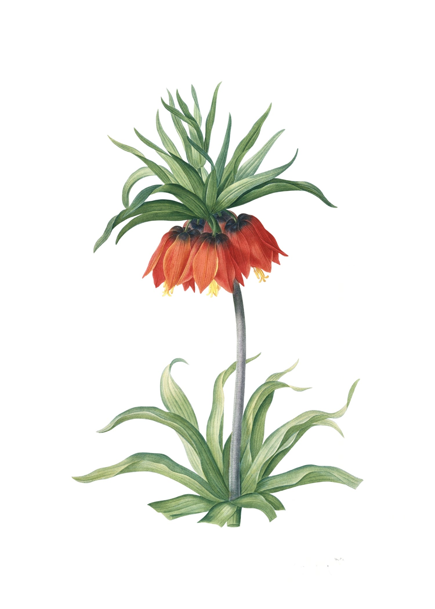 LILY 136