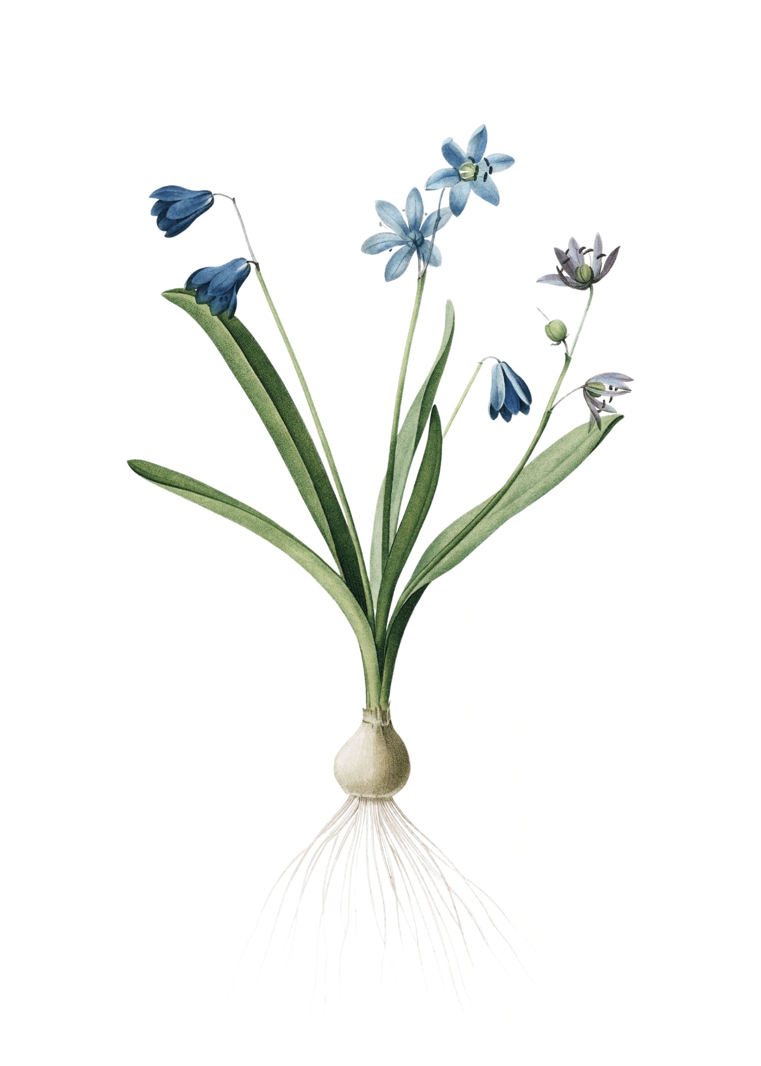 LILY 137