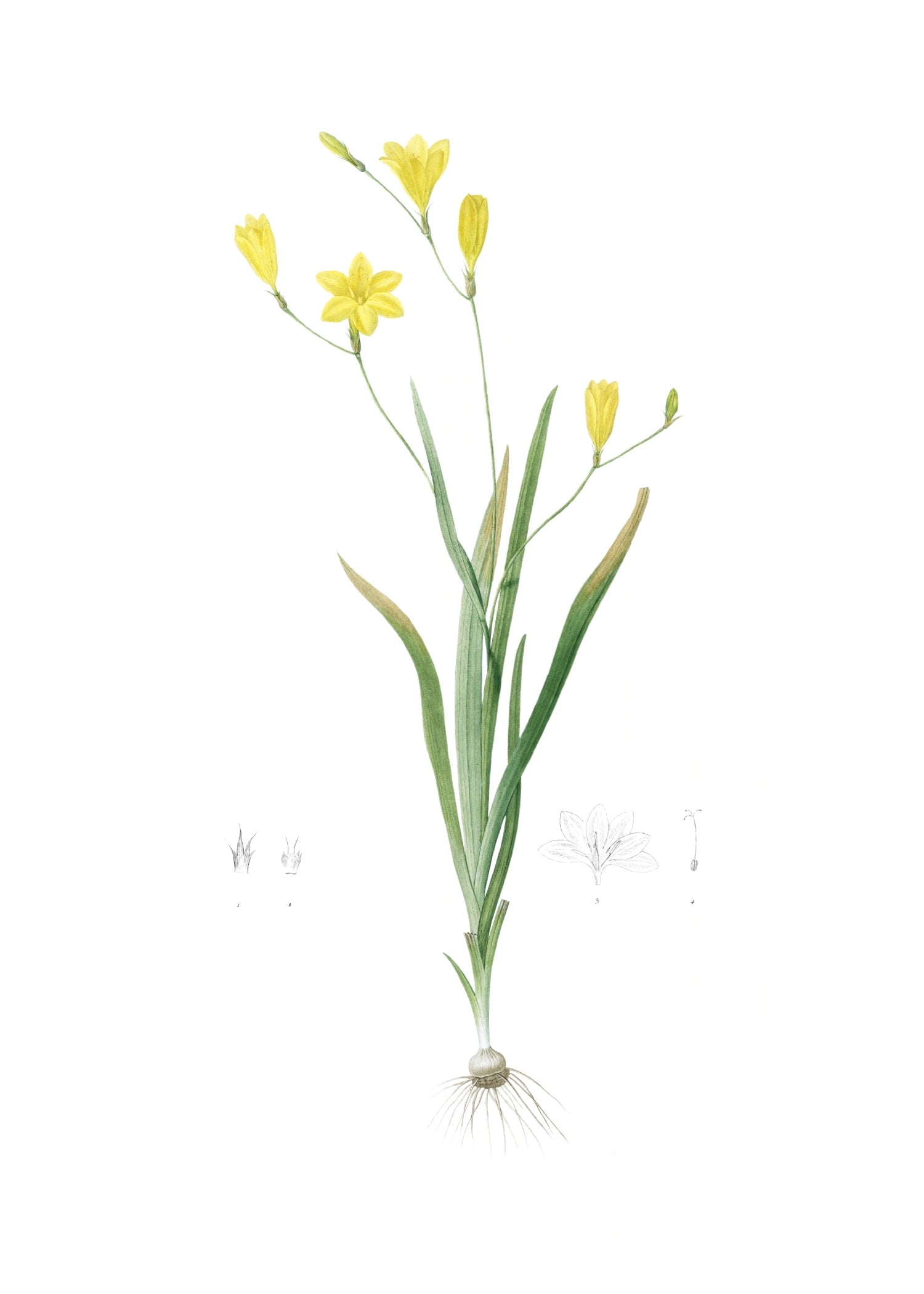 LILY 139